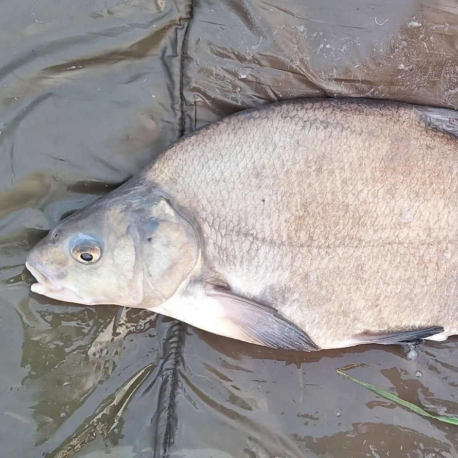 The most recent Common bream catches on Fishbrain