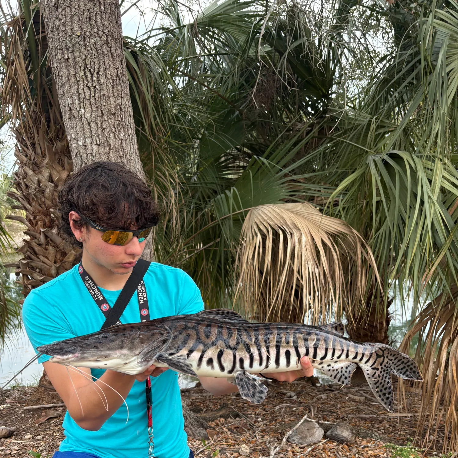 The most recent Barred sorubim catches on Fishbrain