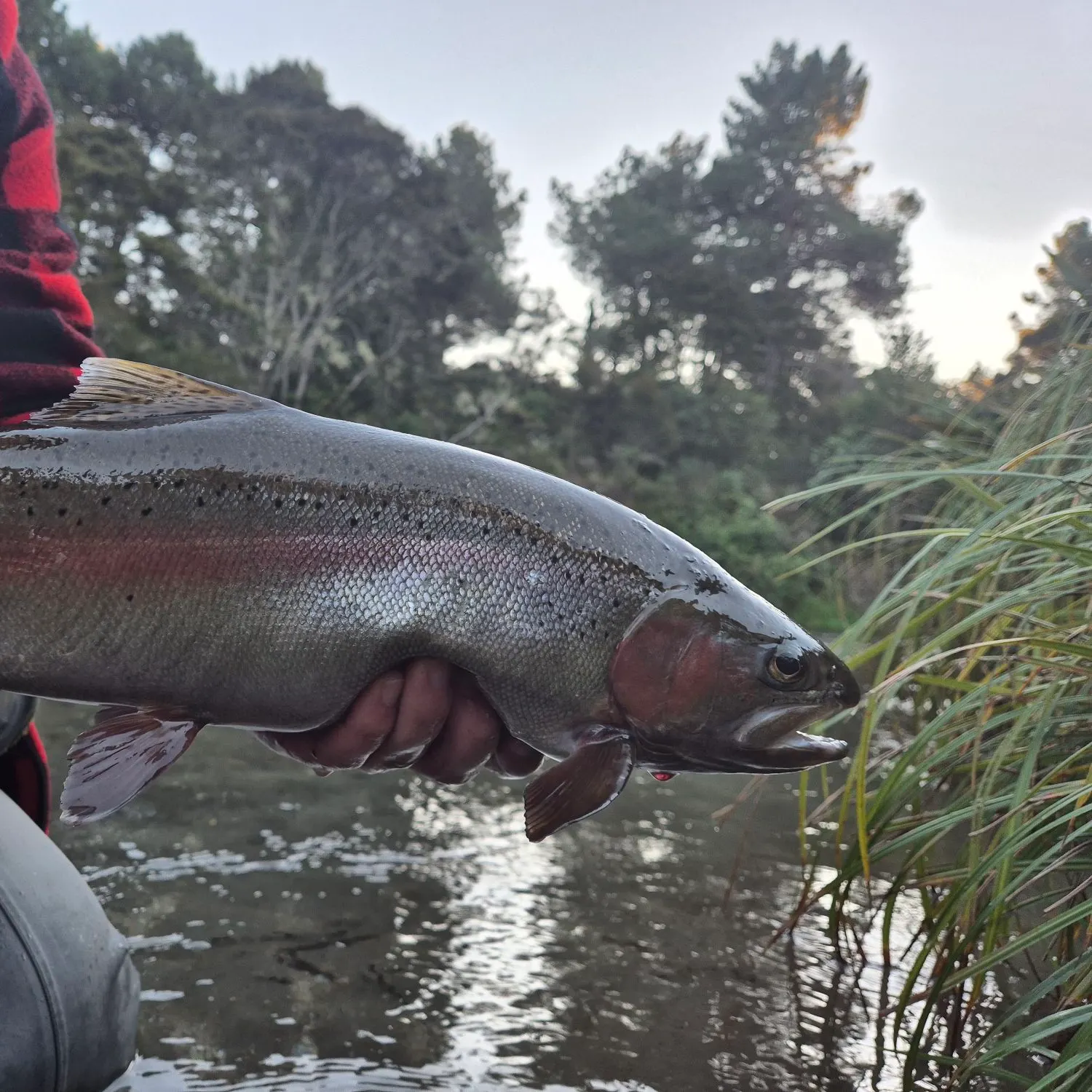 Rainbow trout caught on Fishbrain