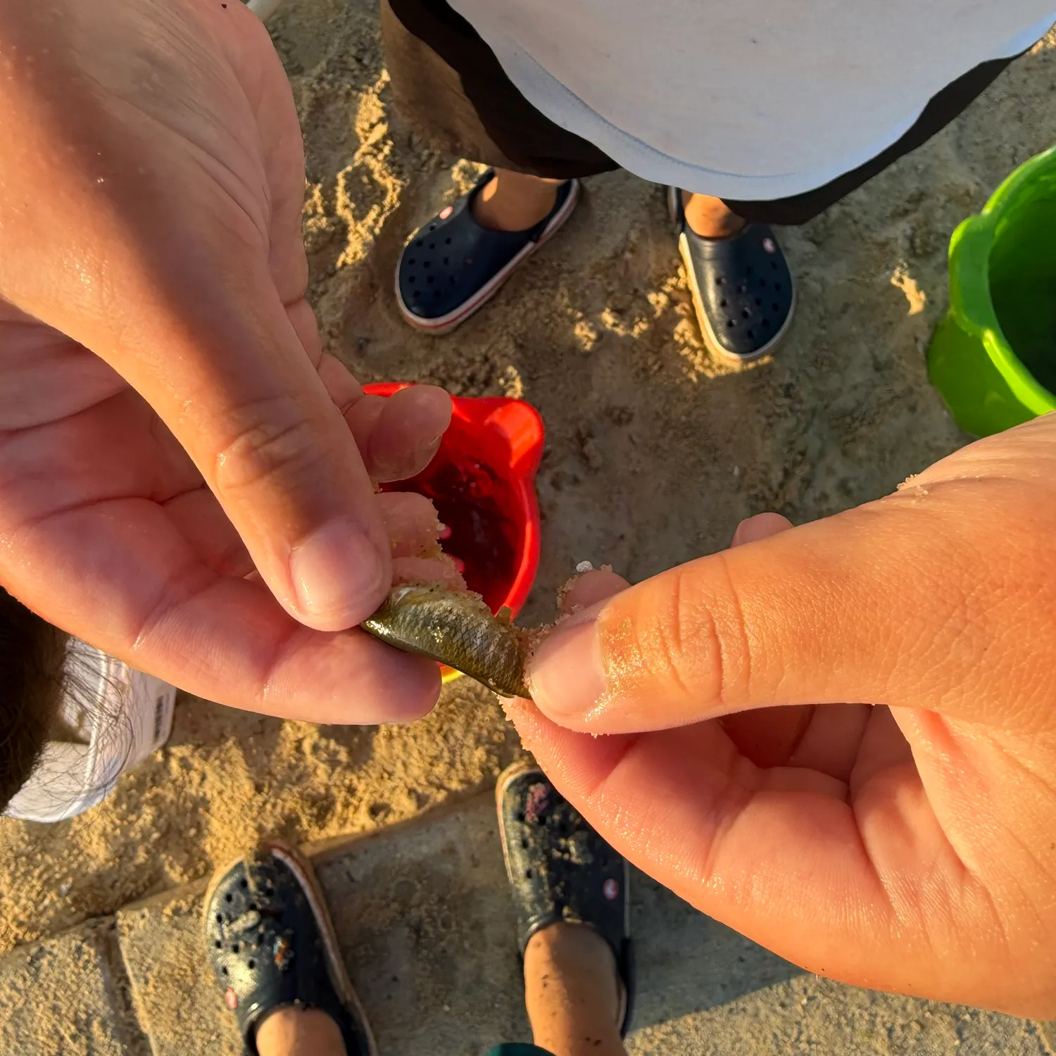 The most recent Striped killifish catches on Fishbrain