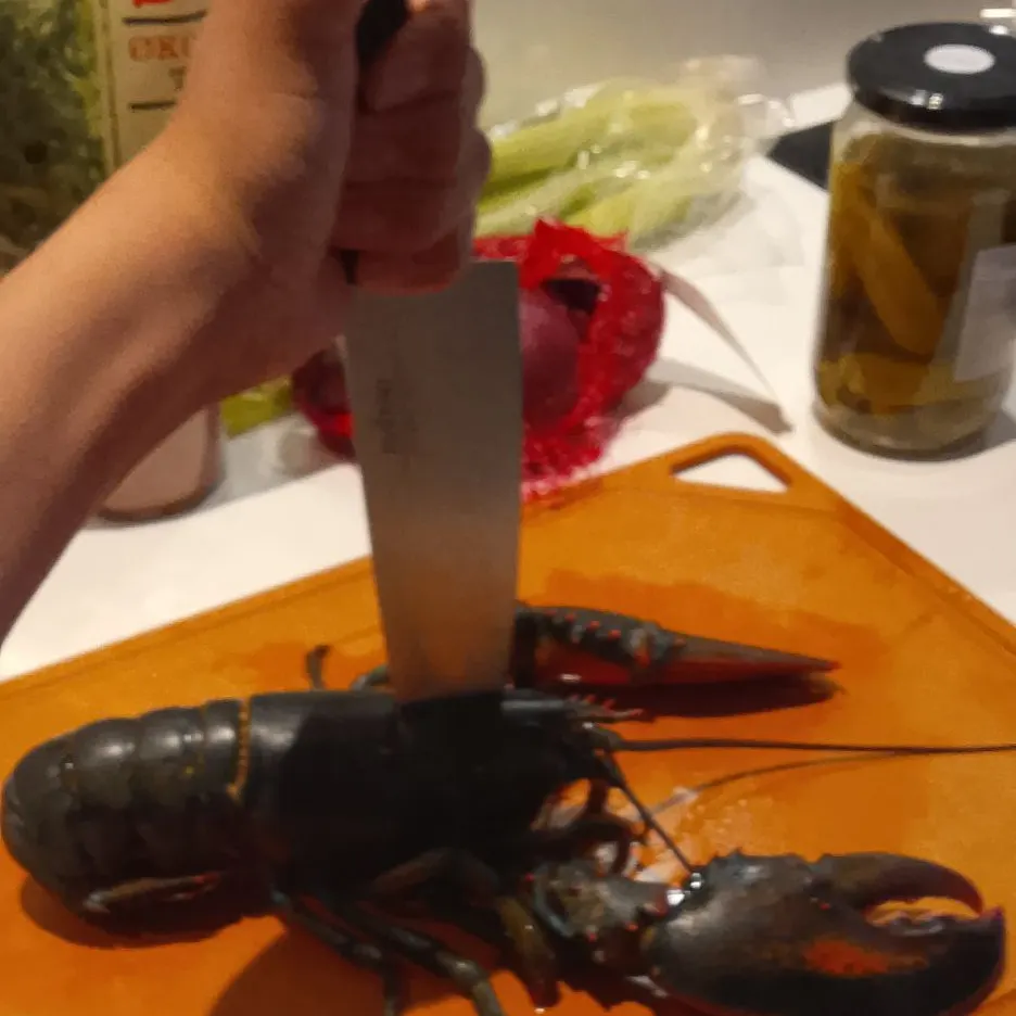 The most recent American lobster catches on Fishbrain