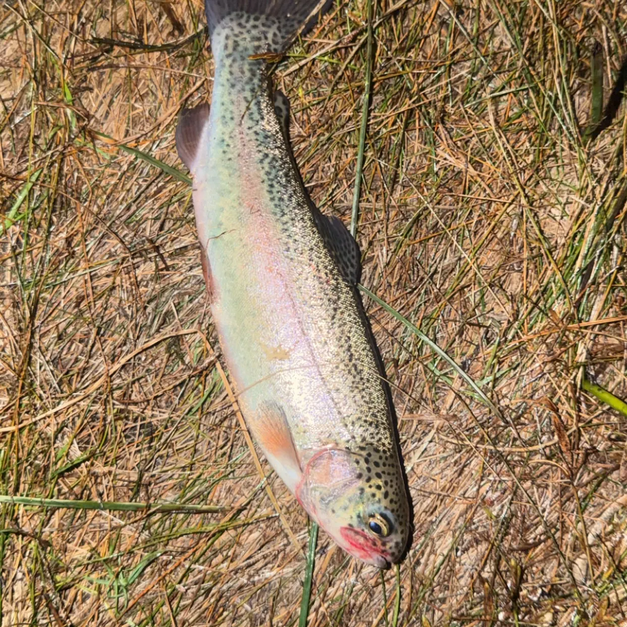 Rainbow trout caught on Fishbrain