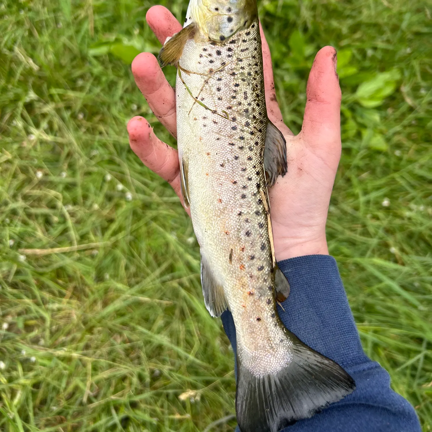 Fish caught on Fishbrain
