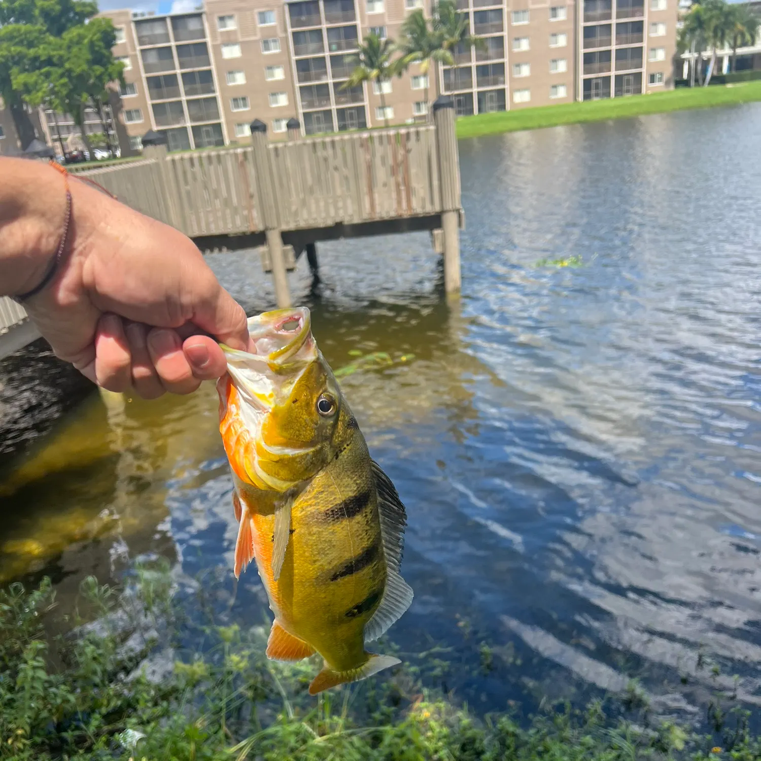 Butterfly peacock bass caught on Fishbrain