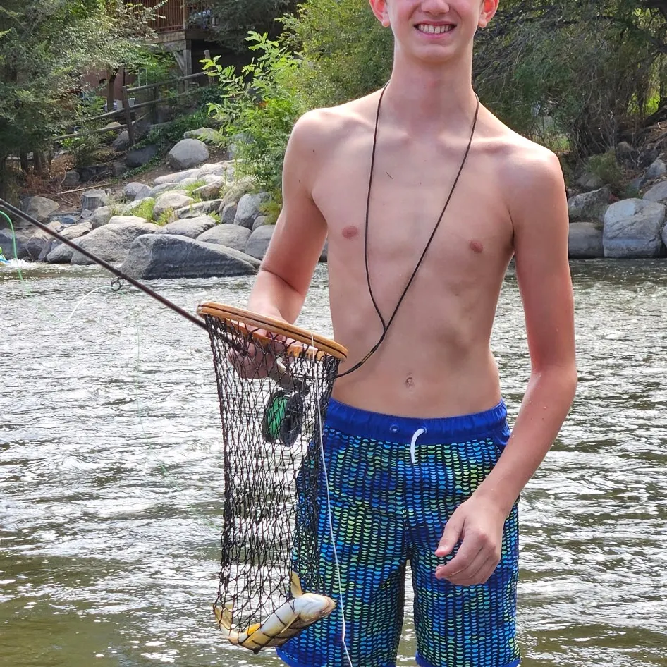 Brown trout caught on Fishbrain