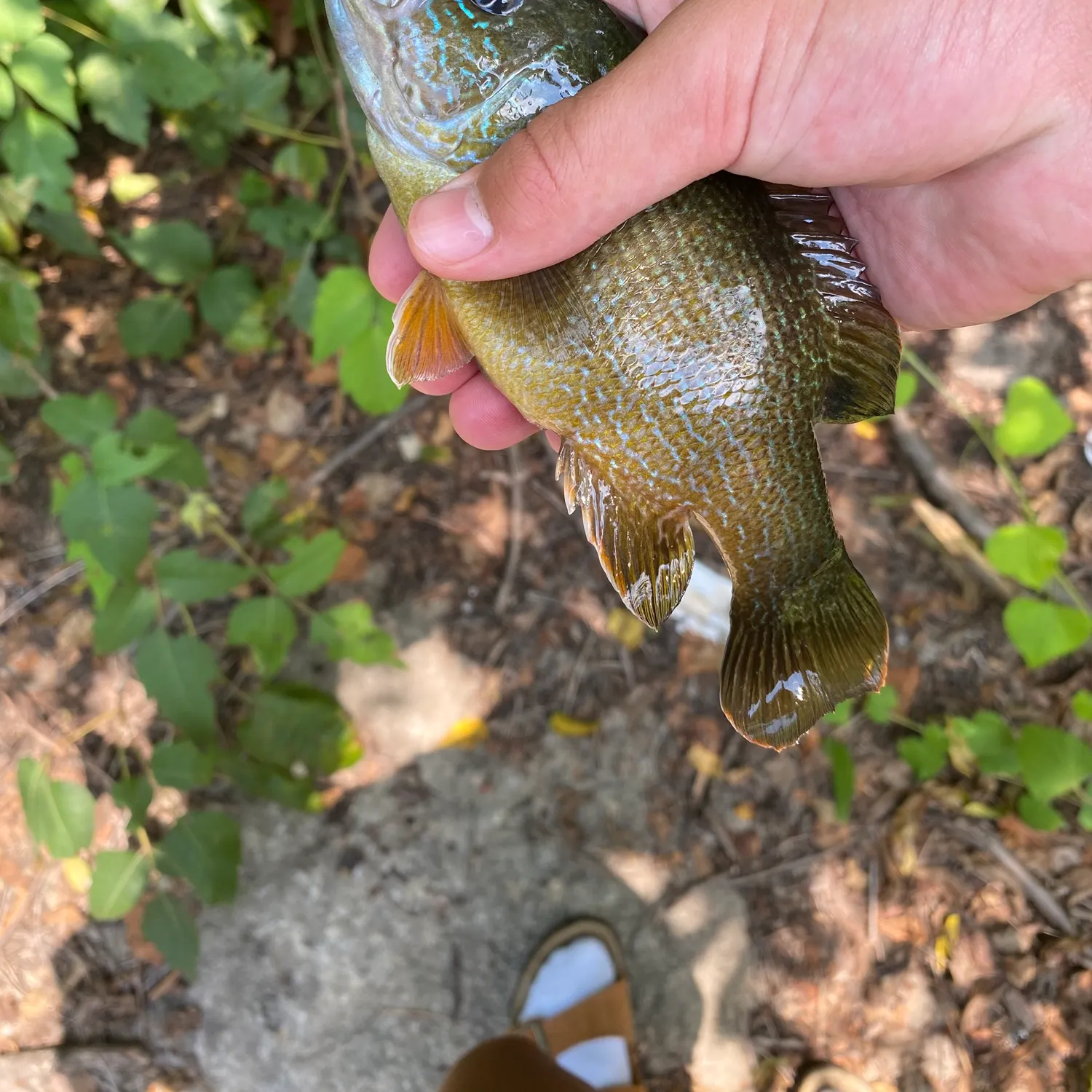 Green sunfish caught on Fishbrain
