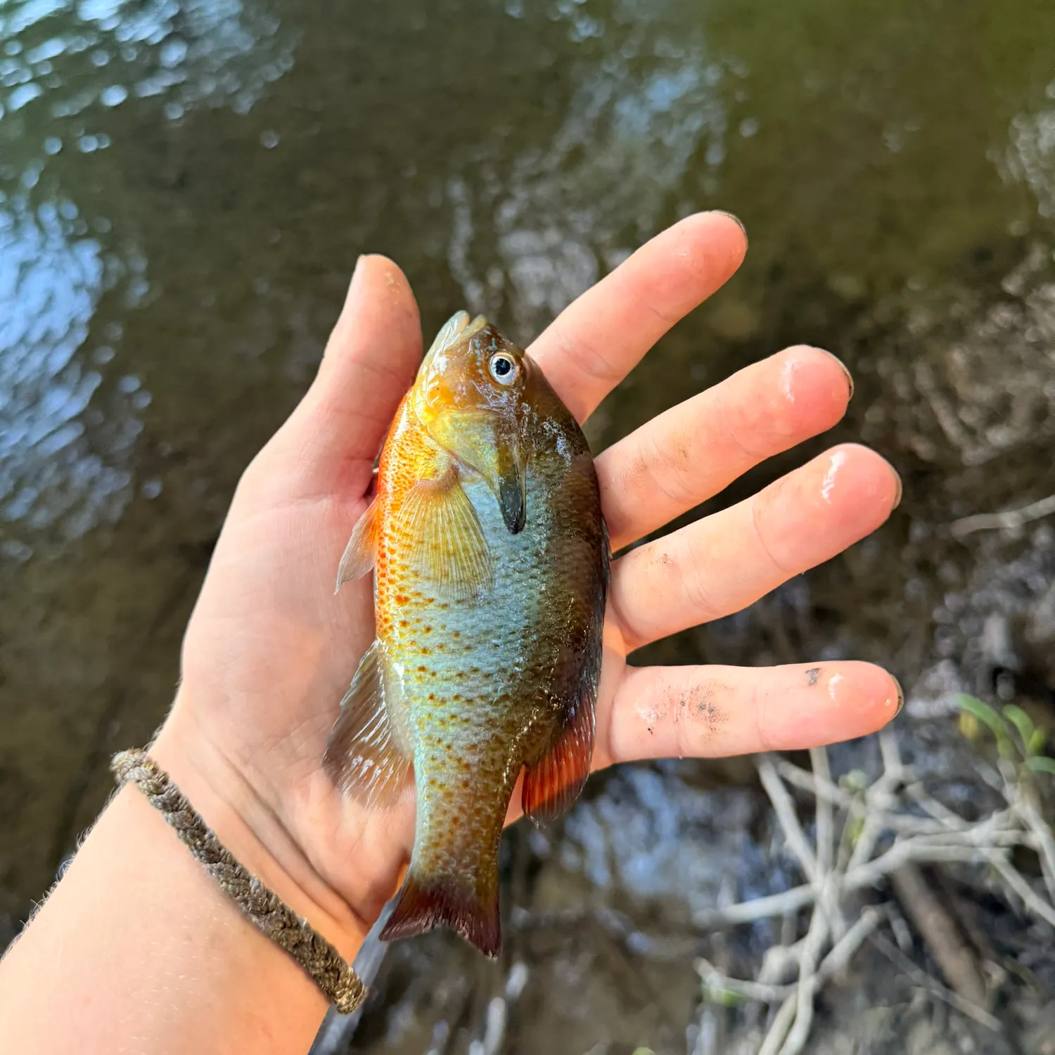 Redbreast sunfish caught on Fishbrain