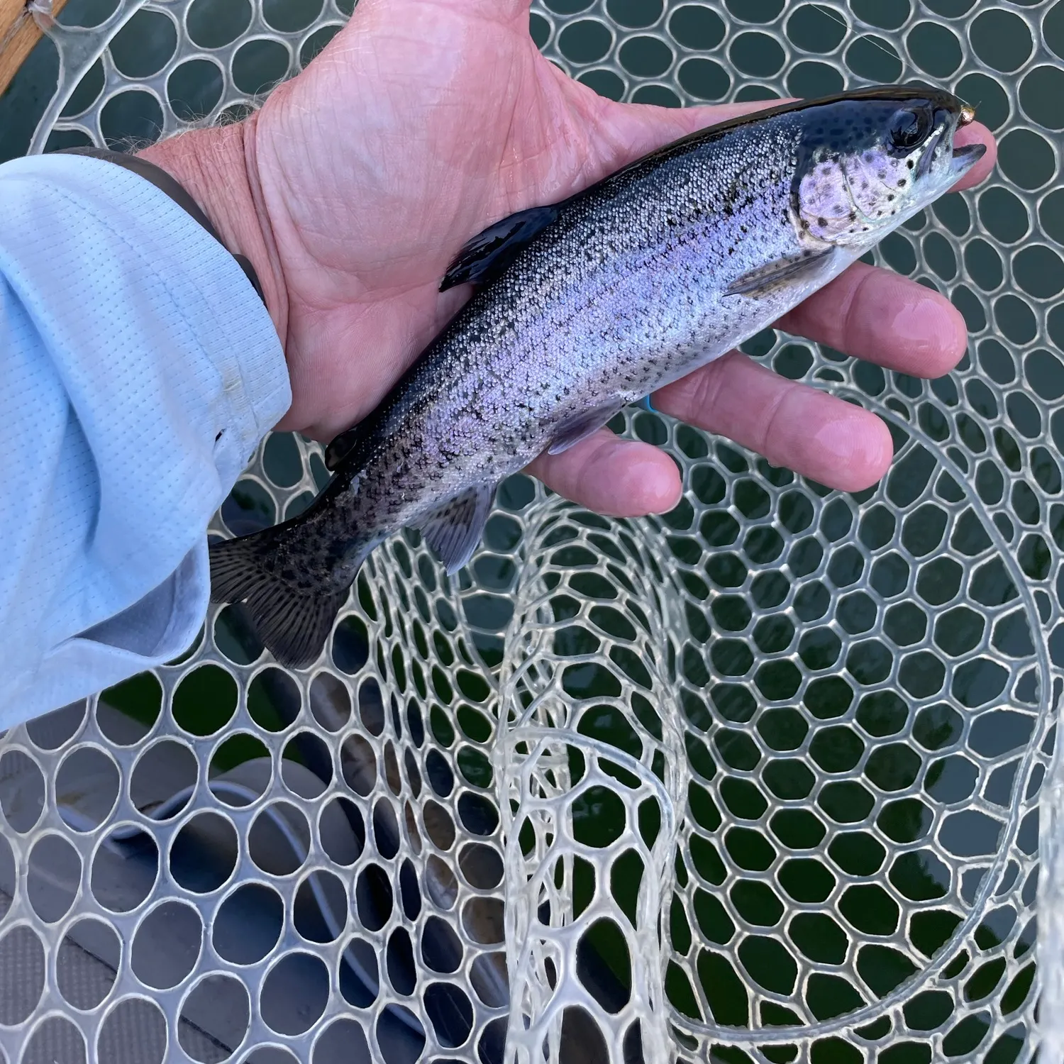 Rainbow trout caught on Fishbrain