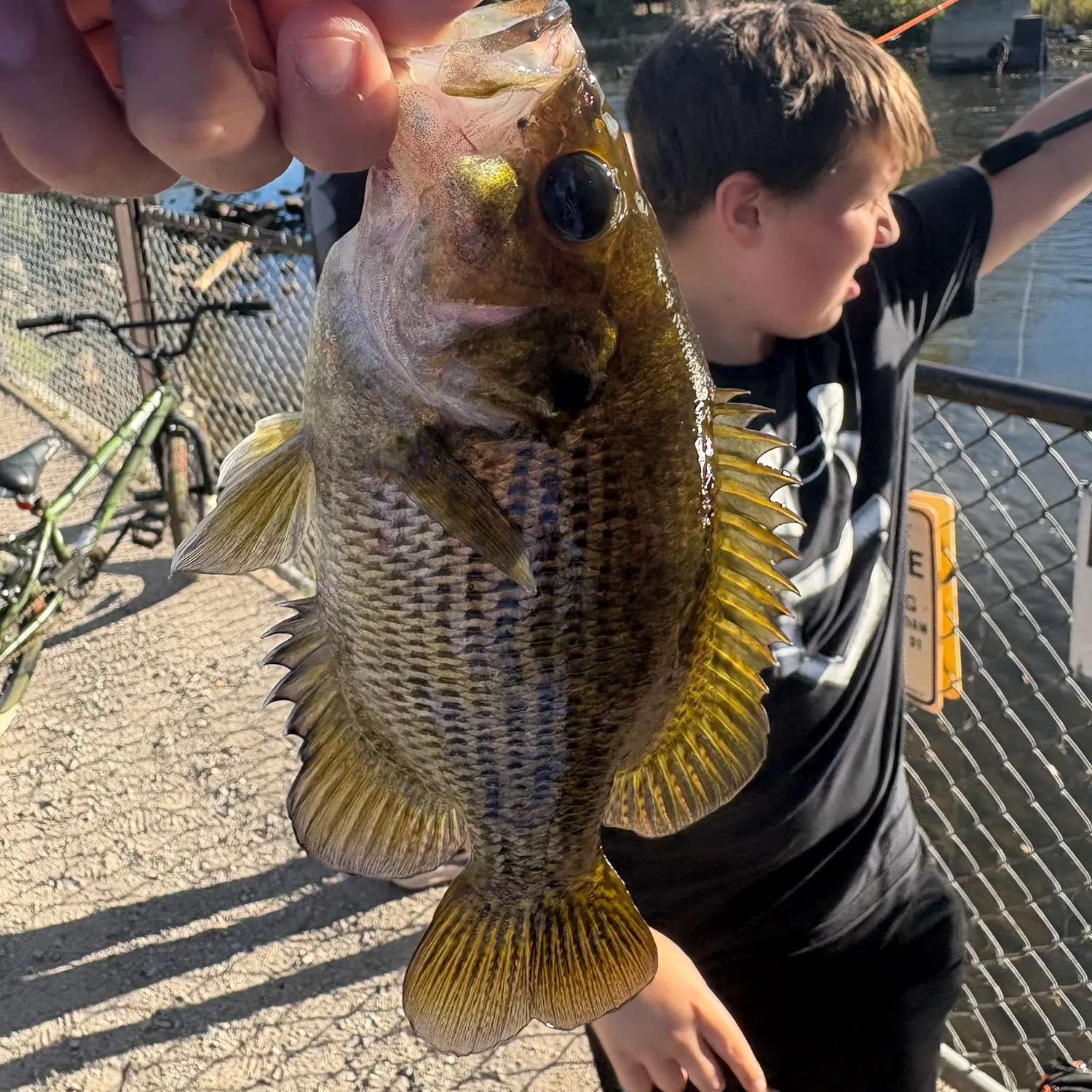 Rock bass caught on Fishbrain