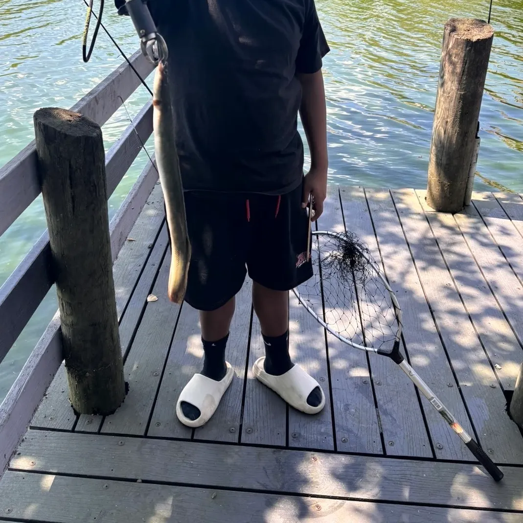 The most recent American eel catches on Fishbrain