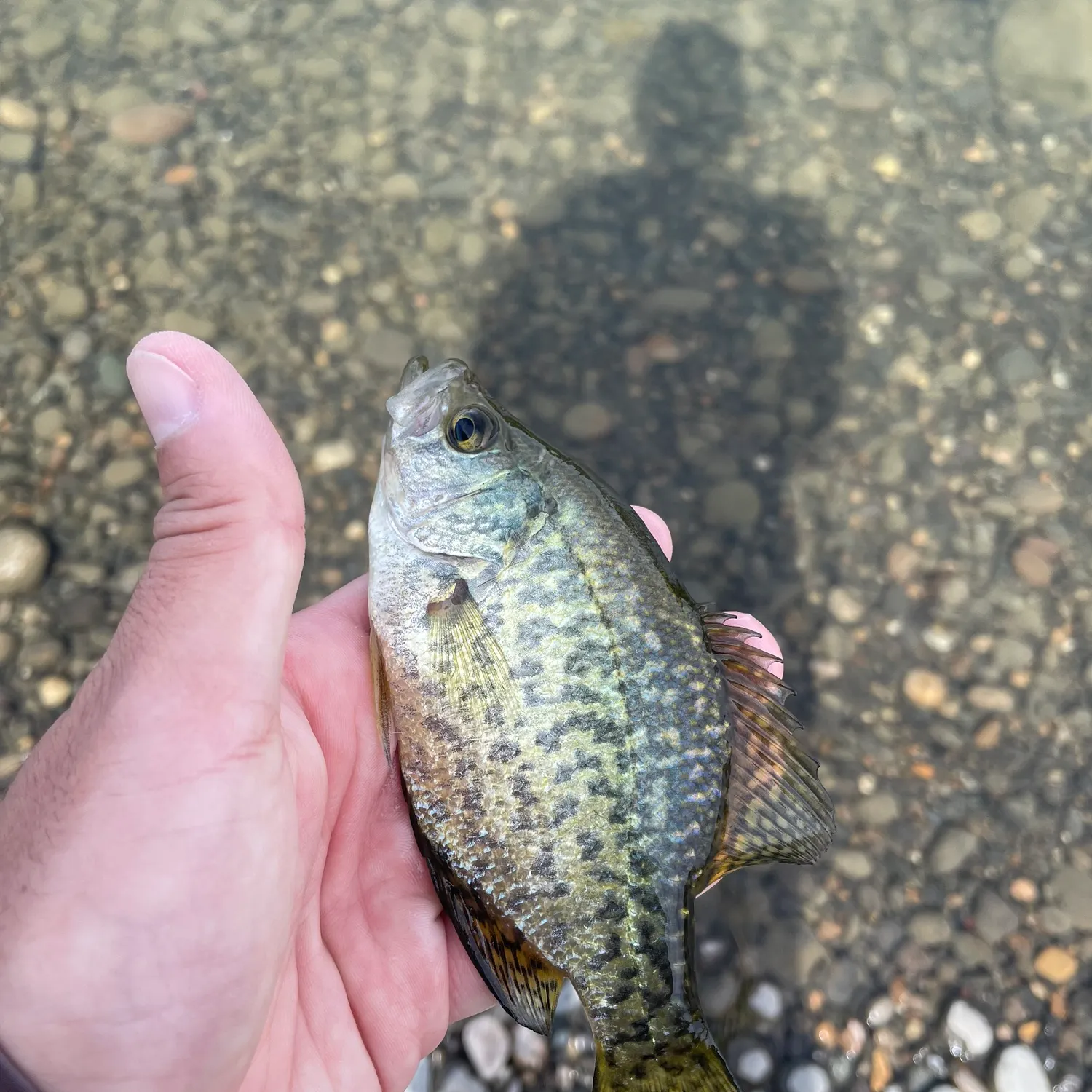 Black crappie caught on Fishbrain