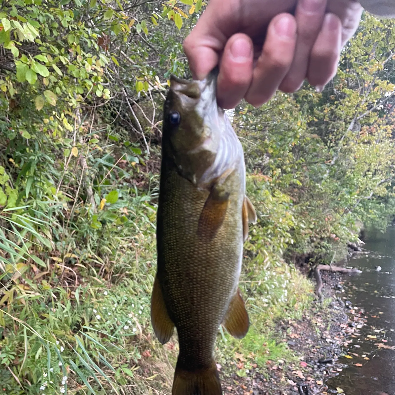 Smallmouth bass caught on Fishbrain