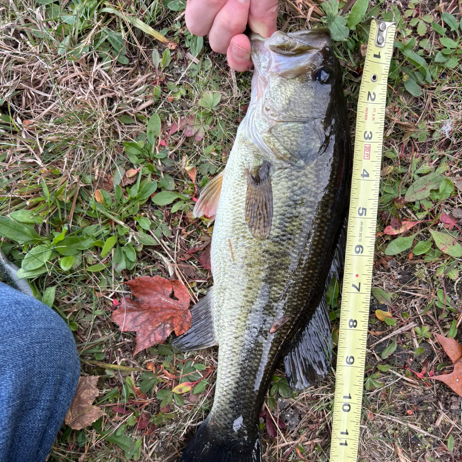 Largemouth bass caught on Fishbrain
