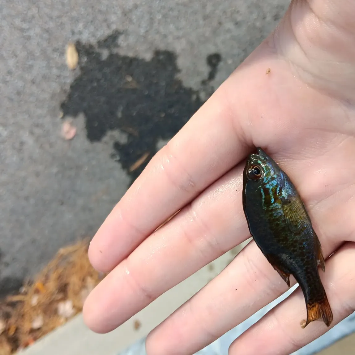 Pumpkinseed caught on Fishbrain