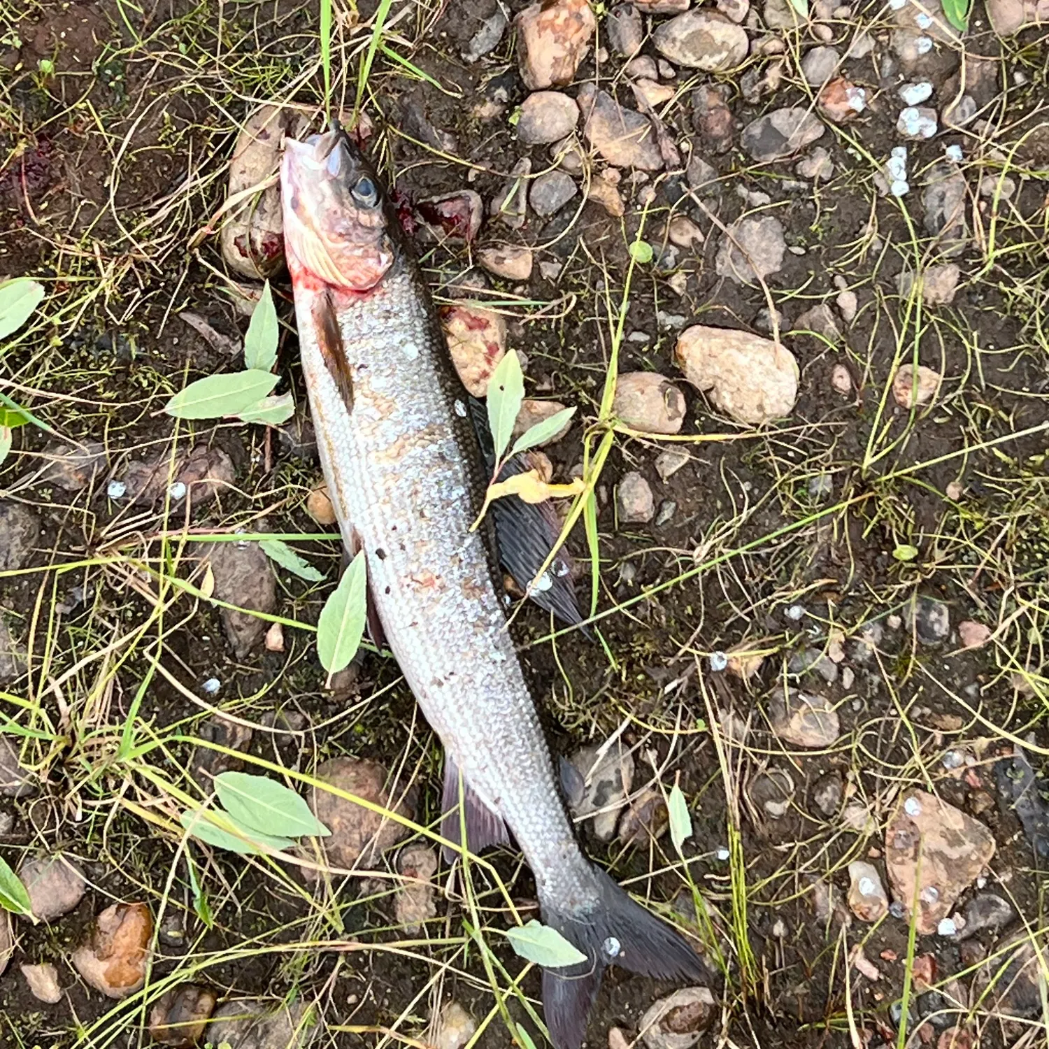 European grayling caught on Fishbrain
