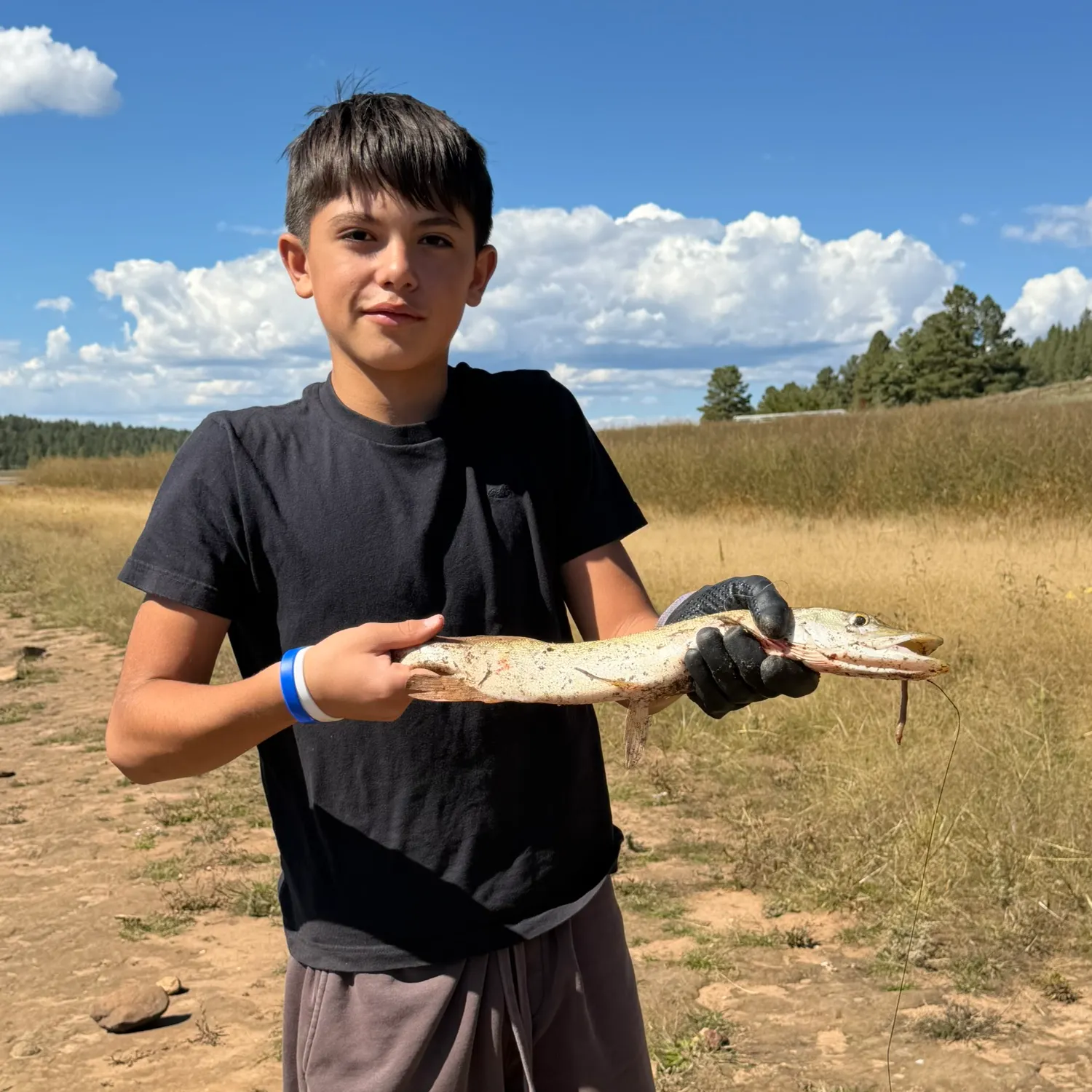 Northern pike caught on Fishbrain