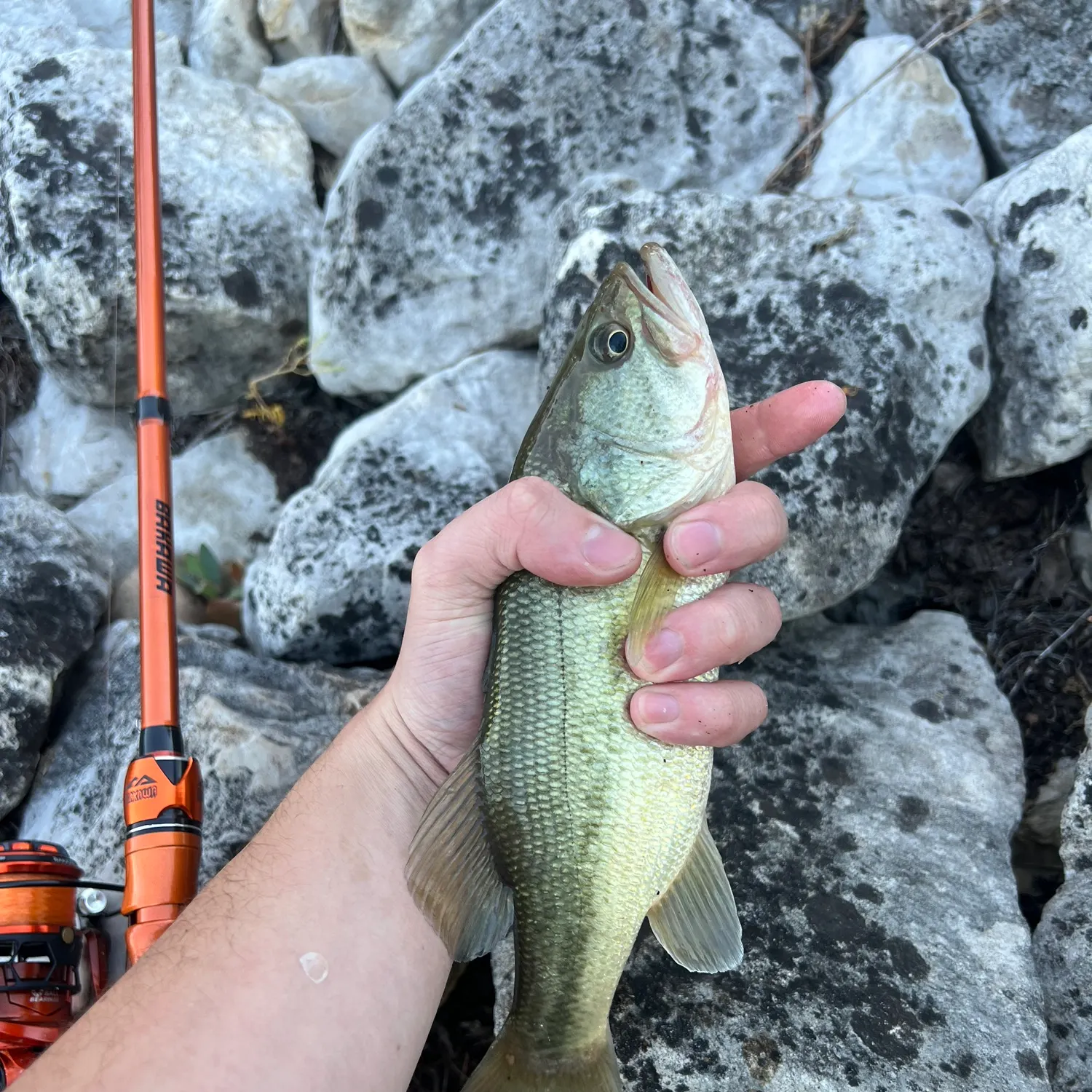 Largemouth bass caught on Fishbrain