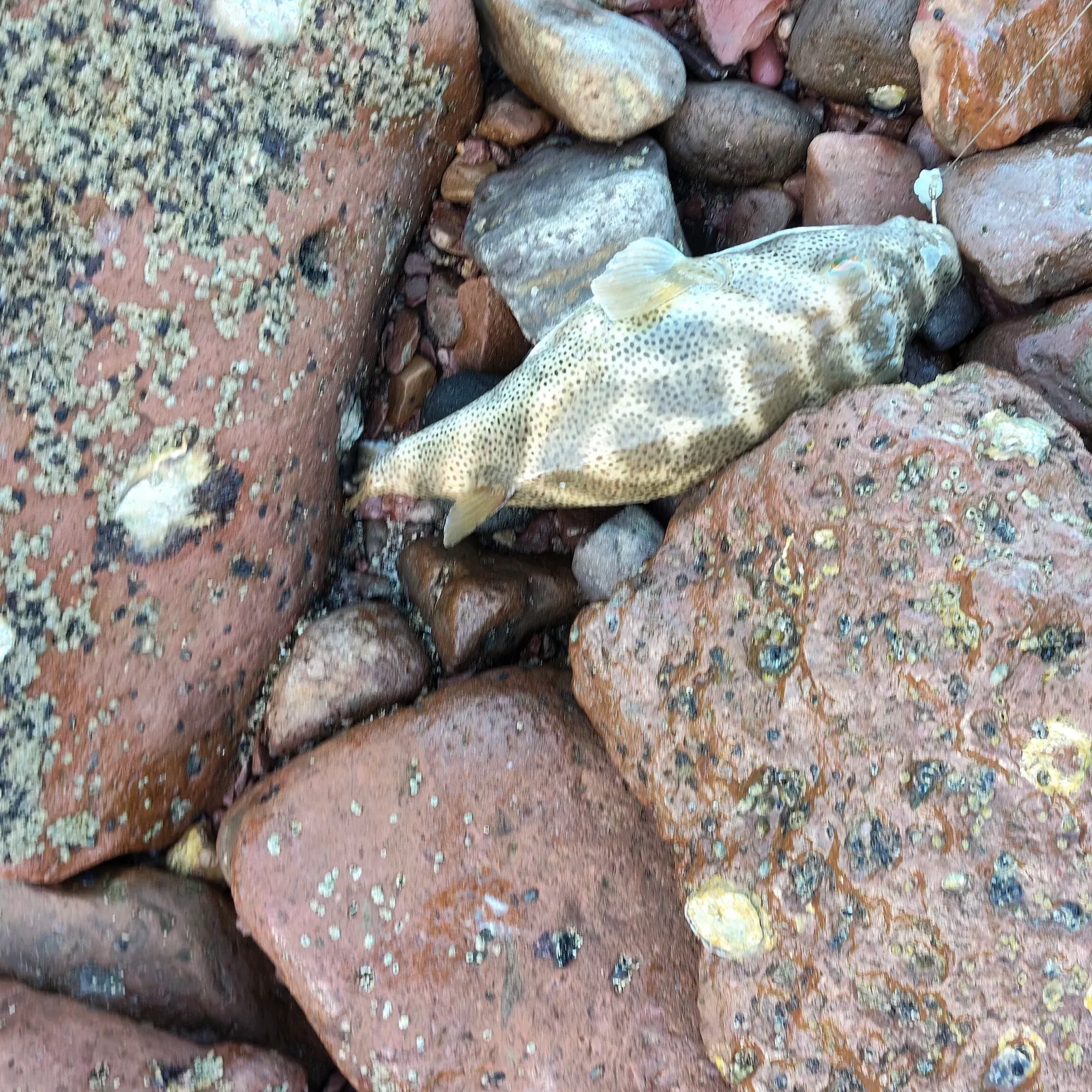 The most recent Oval puffer catches on Fishbrain