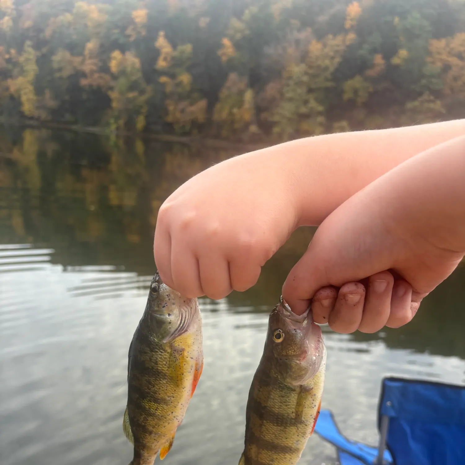 Yellow perch caught on Fishbrain