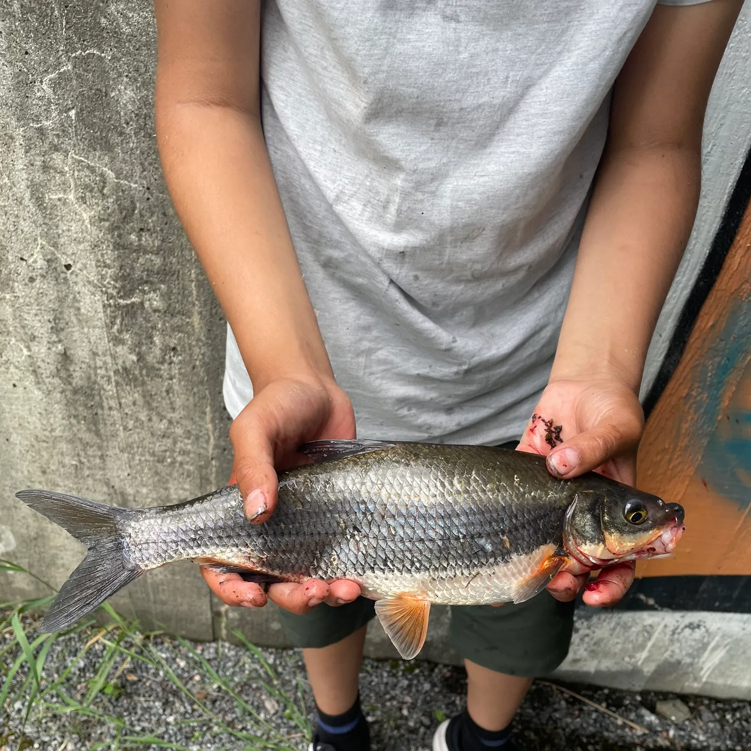 The most recent Vimba bream catches on Fishbrain