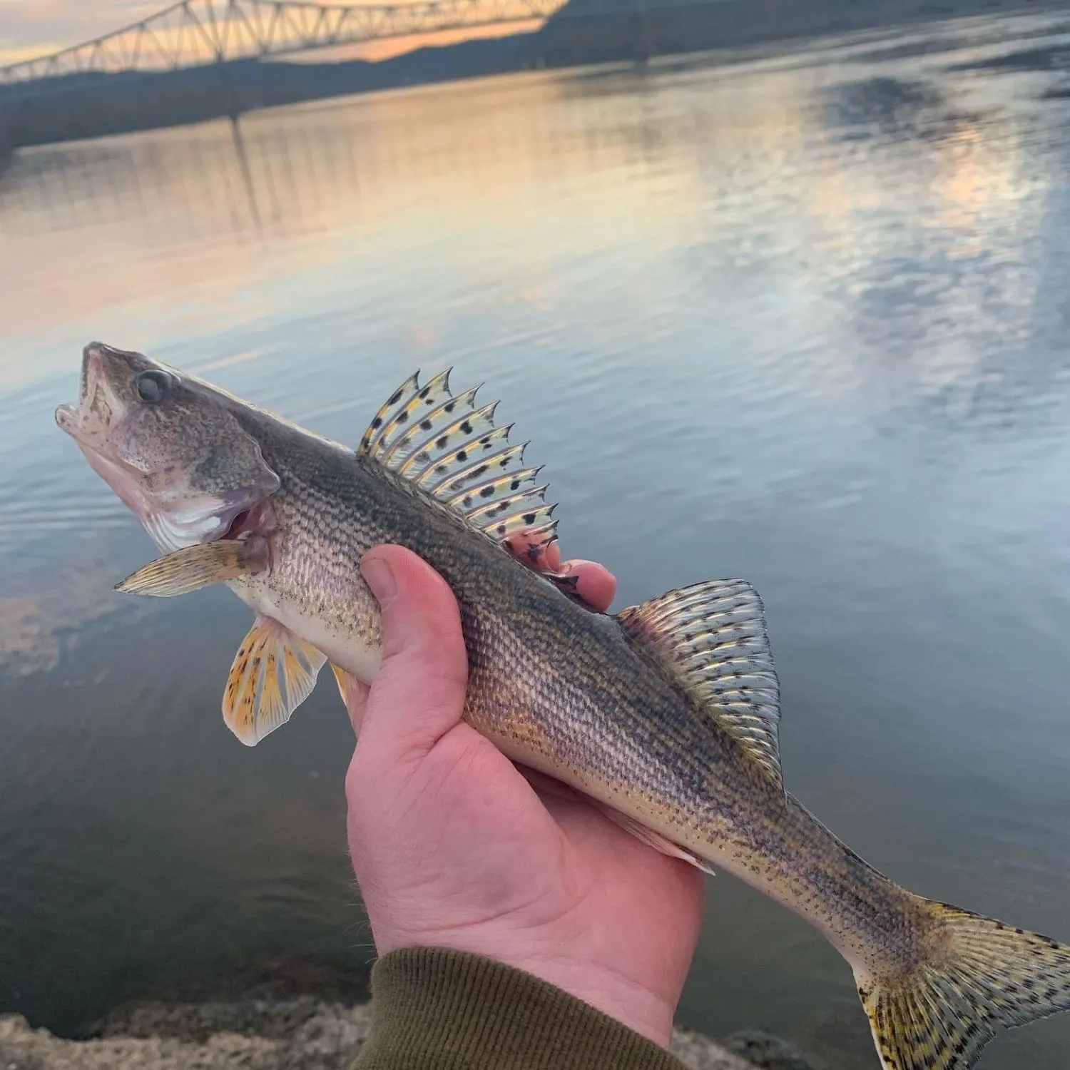 angler catch
