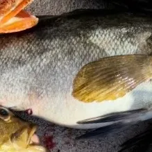 Kelp bass caught on Fishbrain