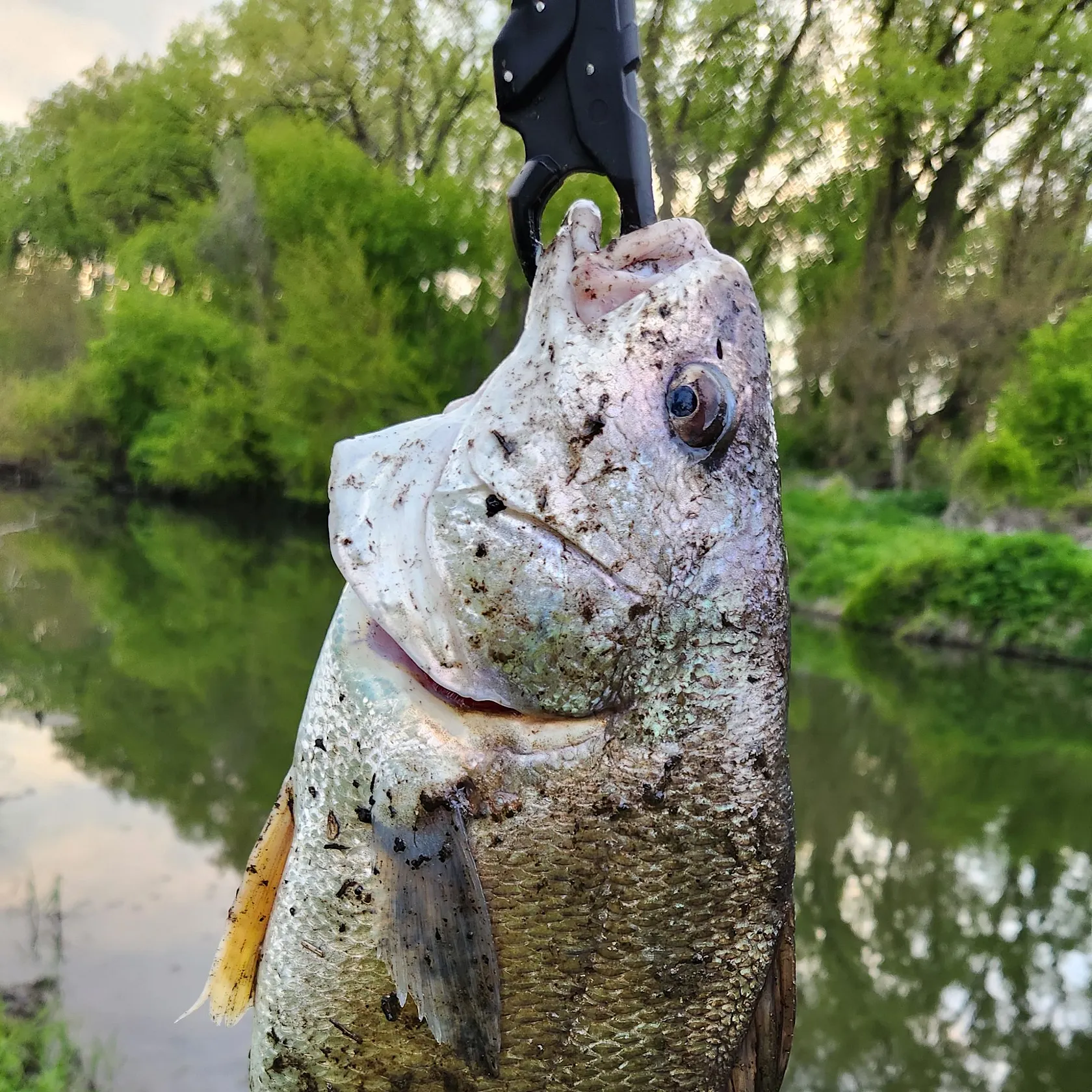 The most recent Freshwater drum catches on Fishbrain