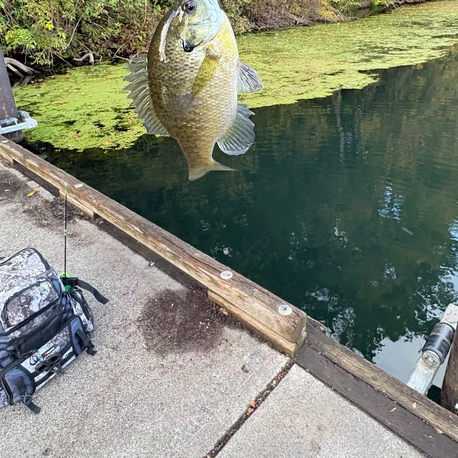 Wargill hybrid caught on Fishbrain