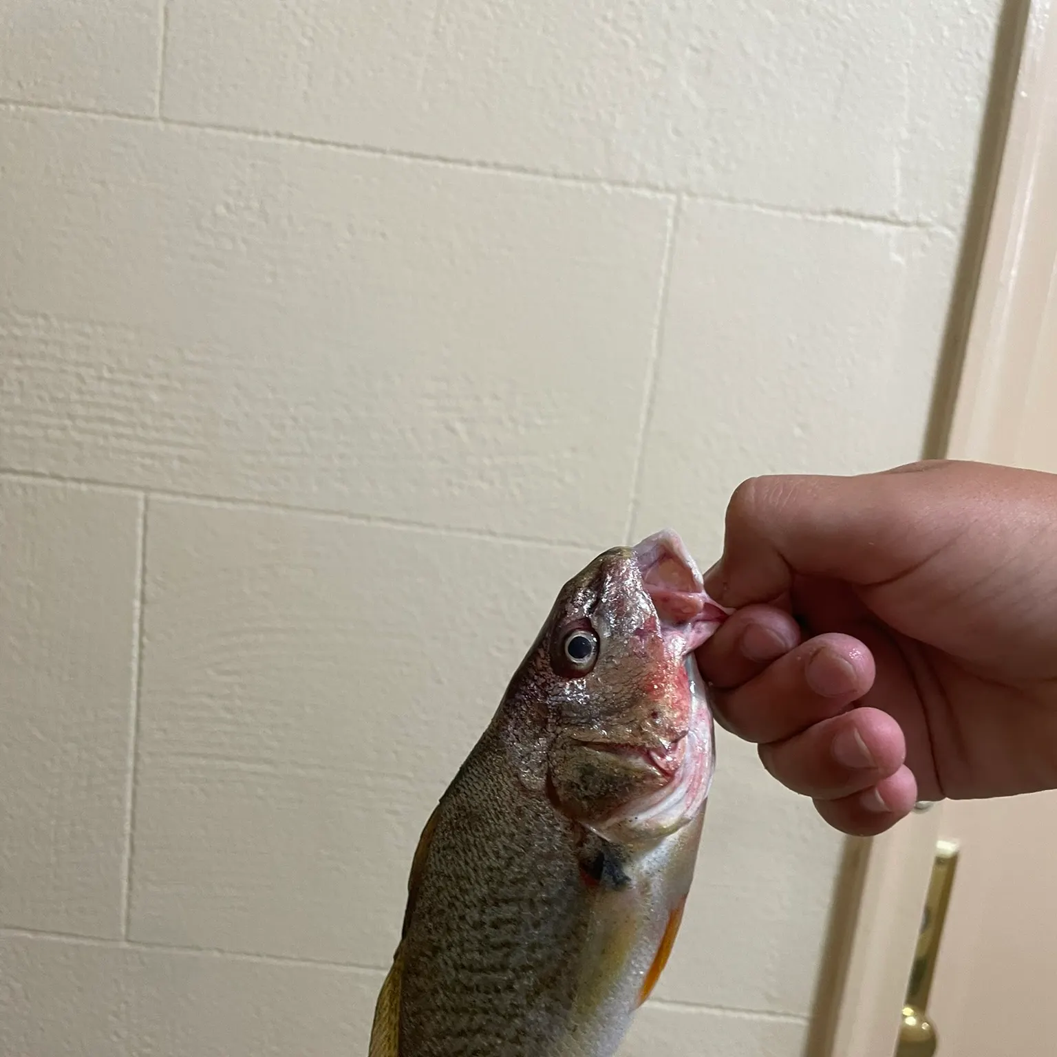 Atlantic croaker caught on Fishbrain