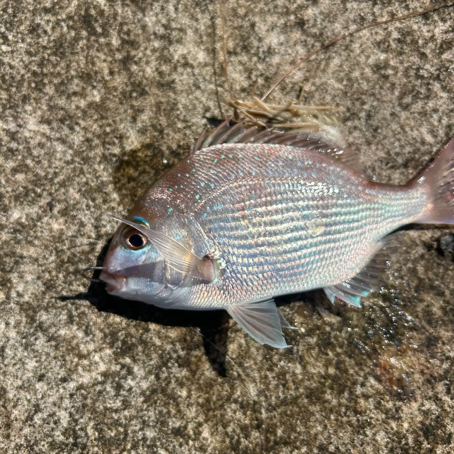 Australasian snapper caught on Fishbrain