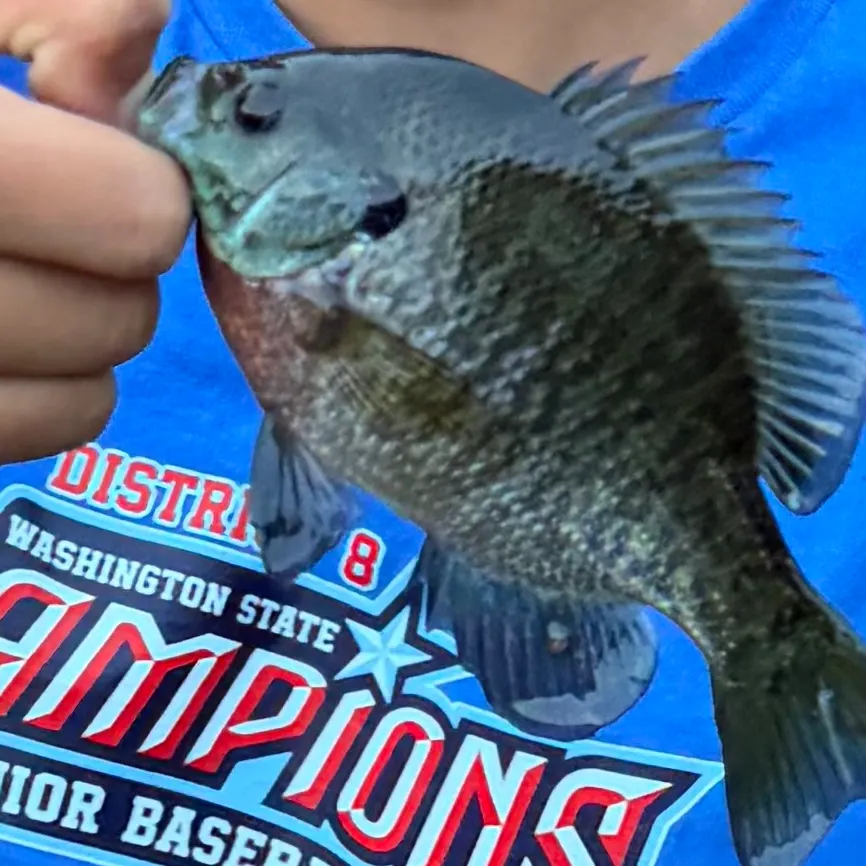 Bluegill caught on Fishbrain