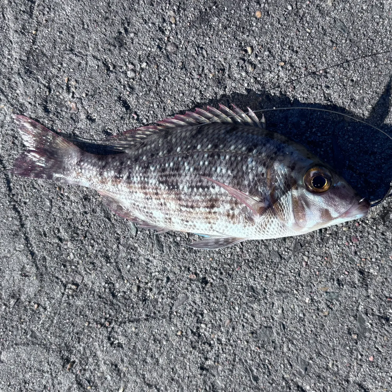 The most recent Spangled emperor catches on Fishbrain