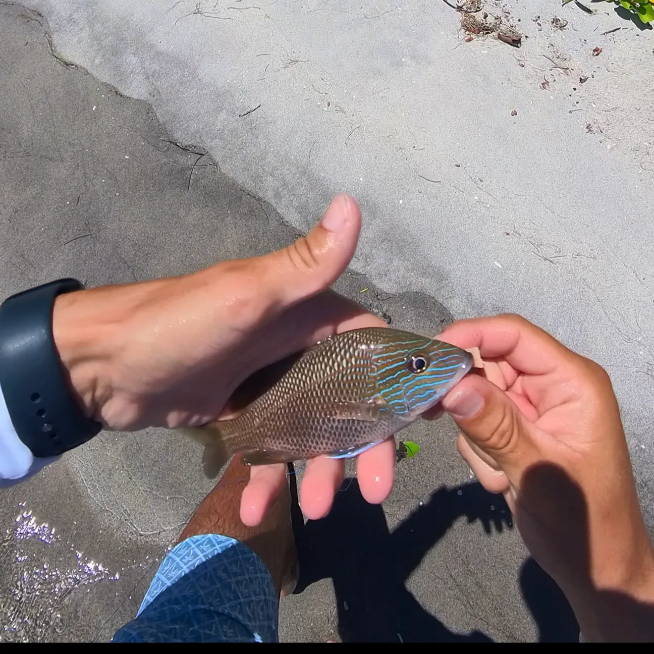 catch