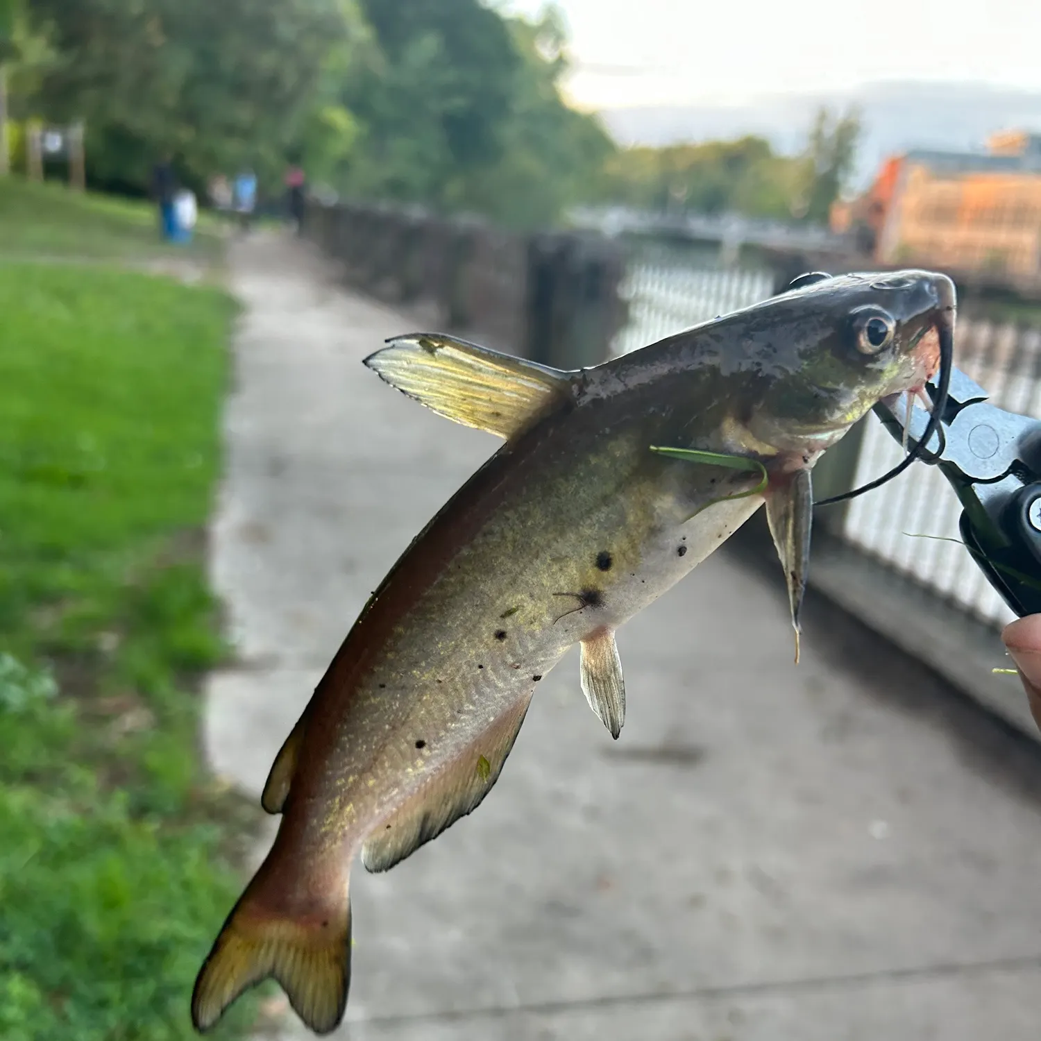 Channel catfish caught on Fishbrain