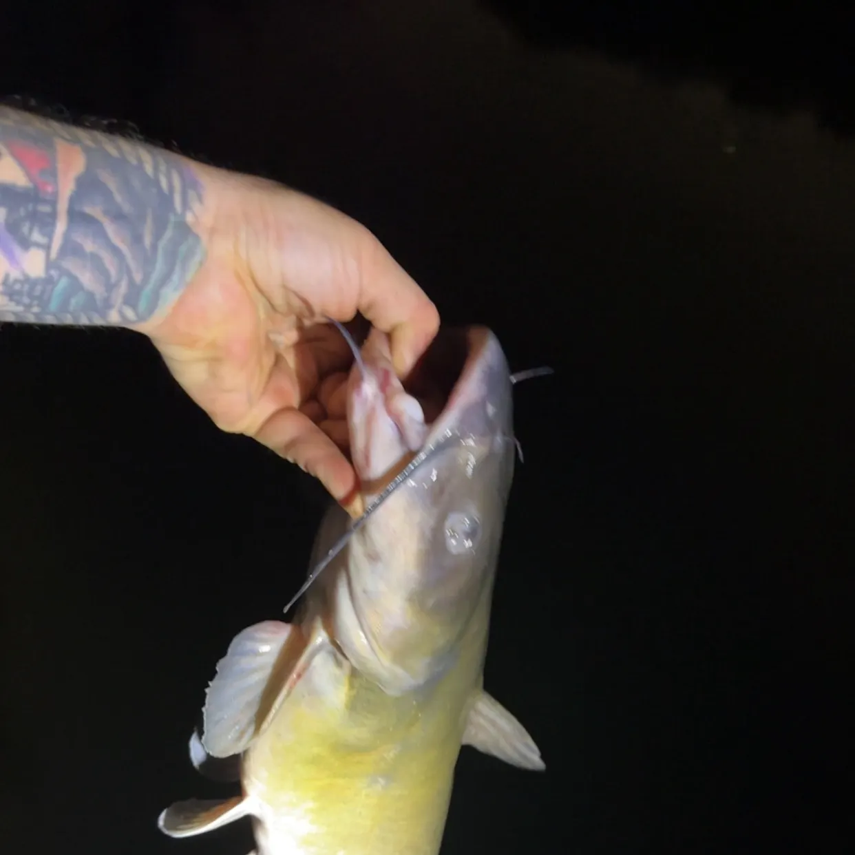 Channel catfish caught on Fishbrain