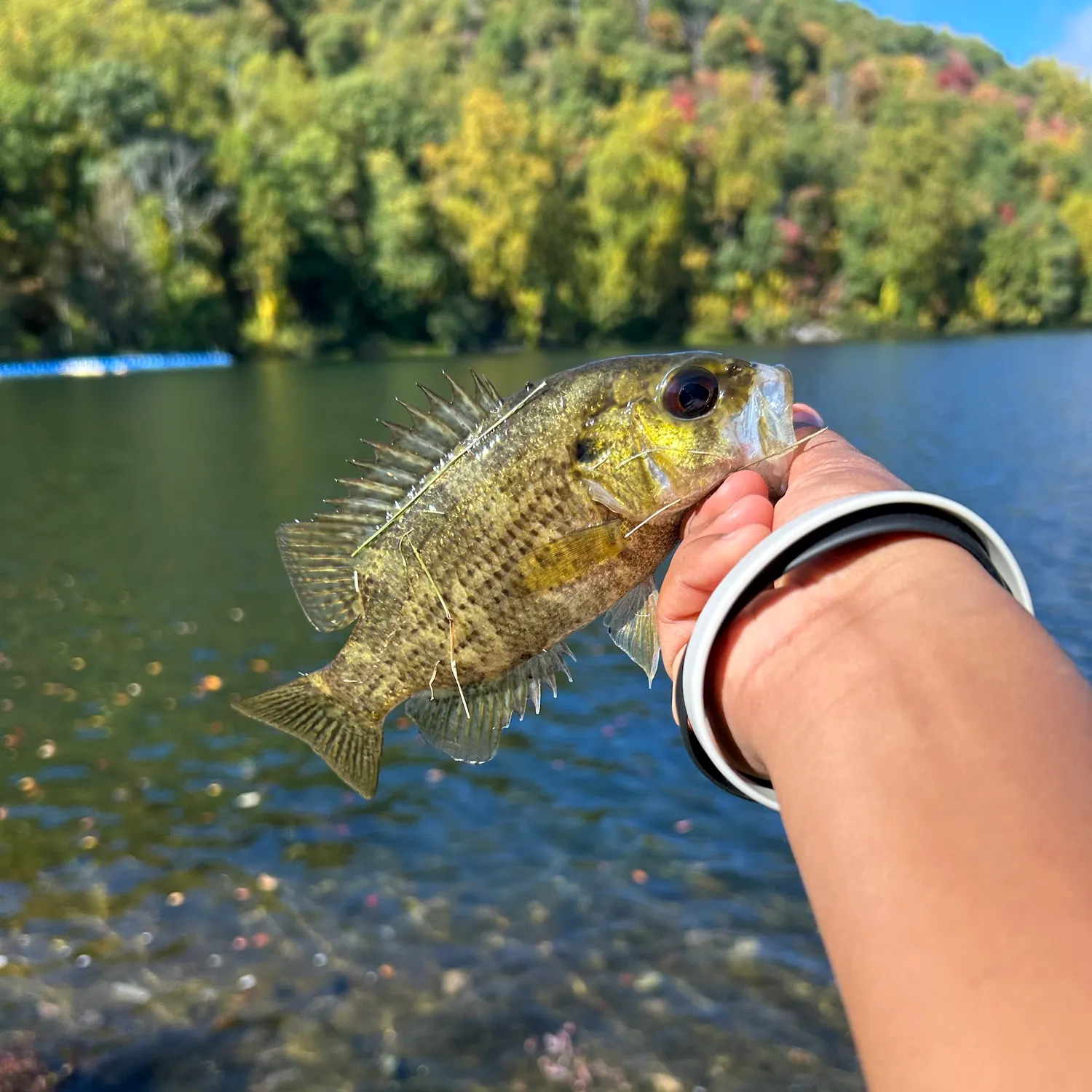 Rock bass caught on Fishbrain