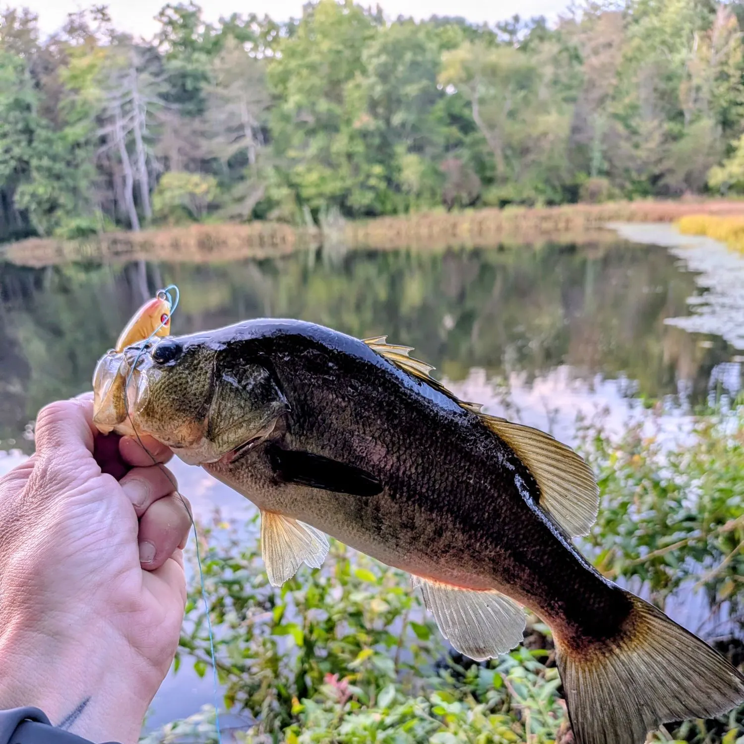 Largemouth bass caught on Fishbrain