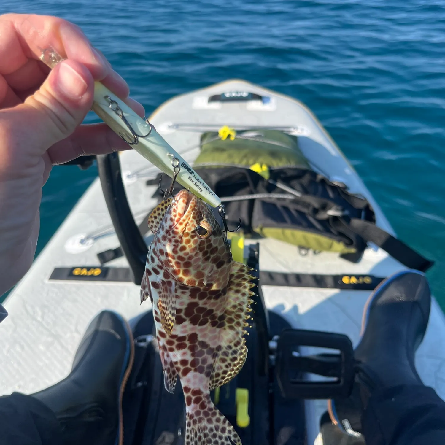 Honeycomb grouper caught on Fishbrain
