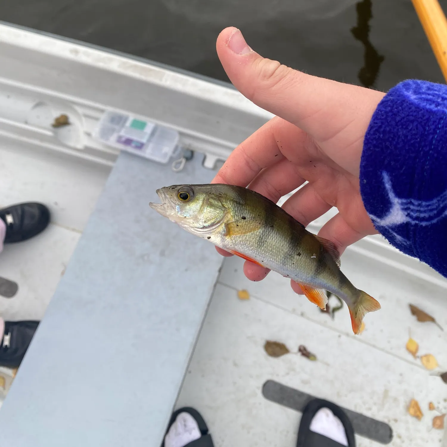 European perch caught on Fishbrain