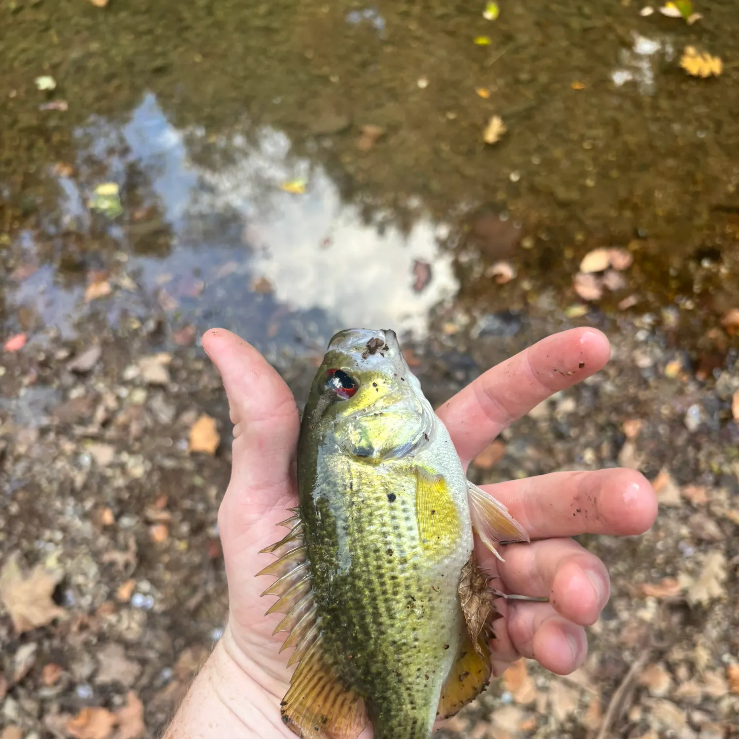 Rock bass caught on Fishbrain