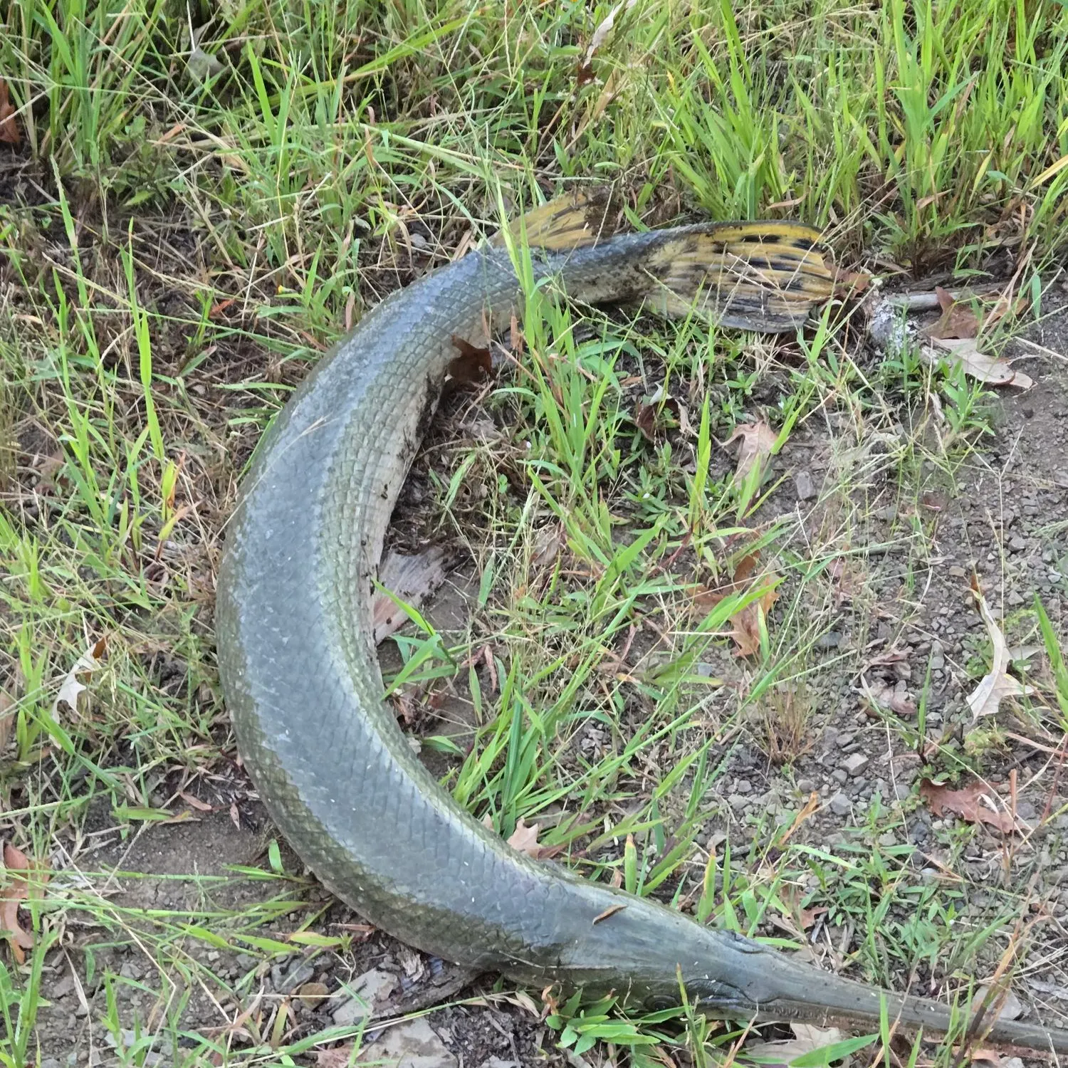 Longnose gar caught on Fishbrain
