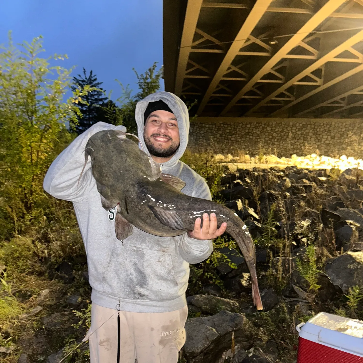 Flathead catfish caught on Fishbrain