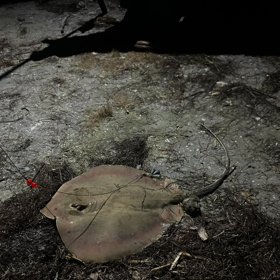 The most recent Atlantic stingray catches on Fishbrain