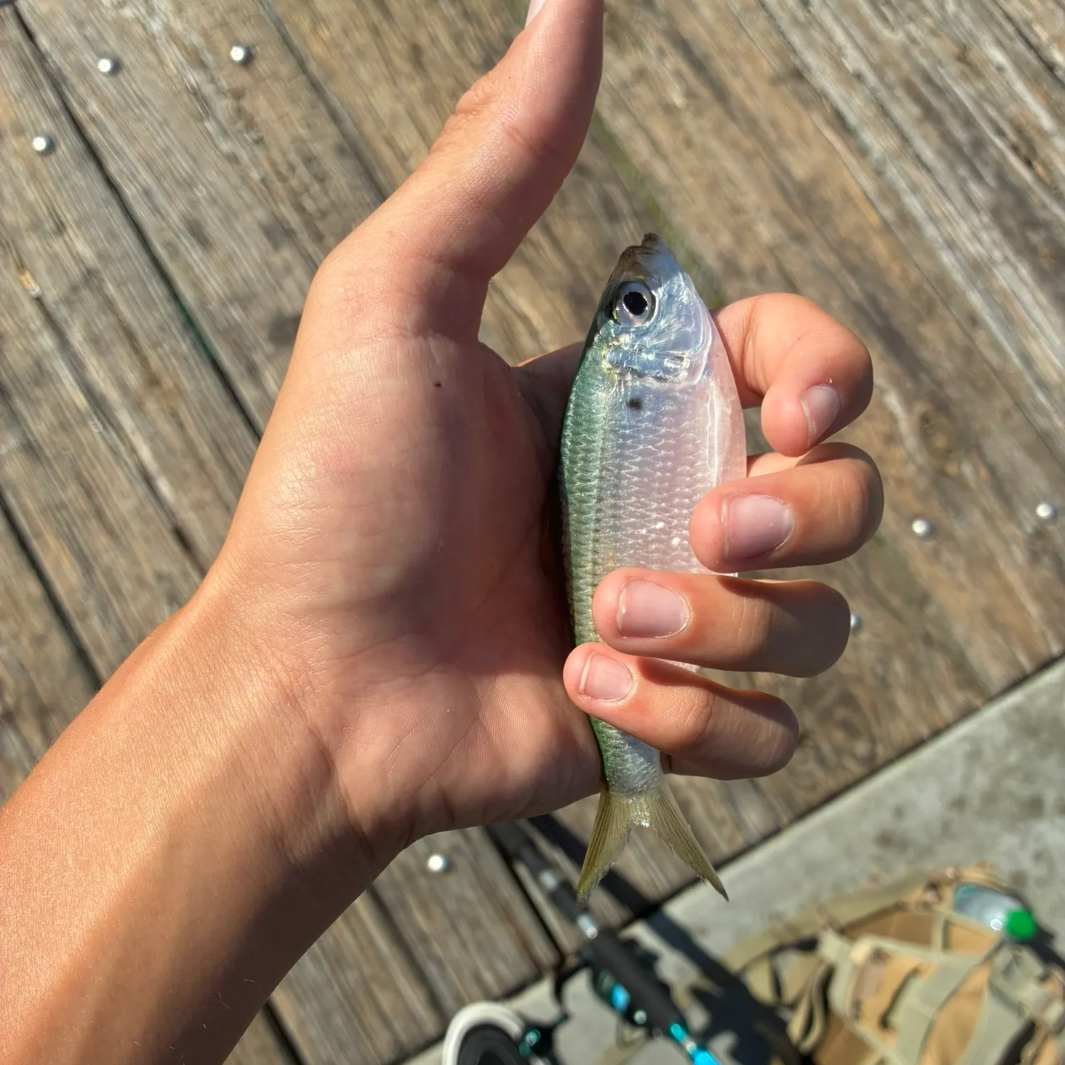 The most recent Threadfin shad catches on Fishbrain