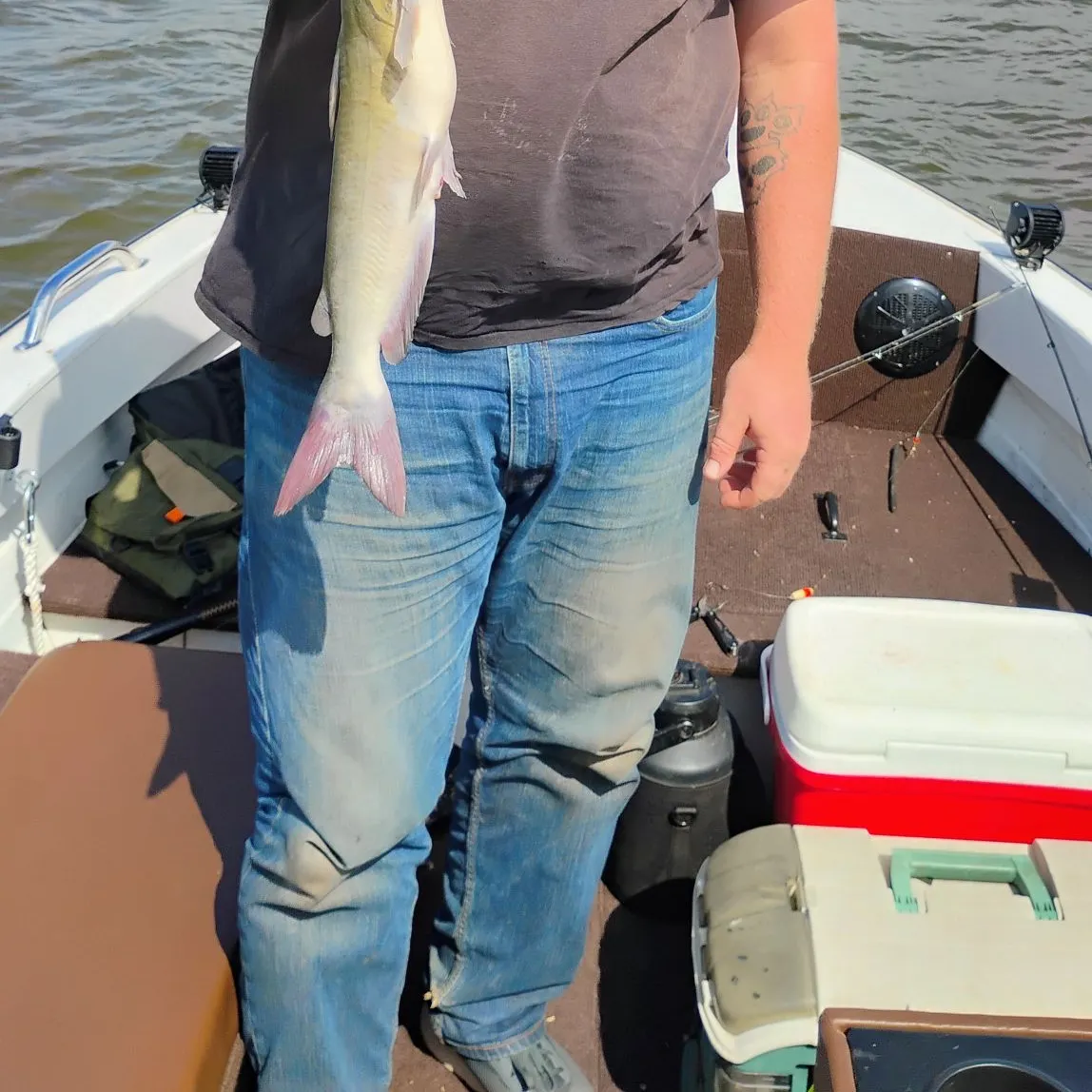 Channel catfish caught on Fishbrain