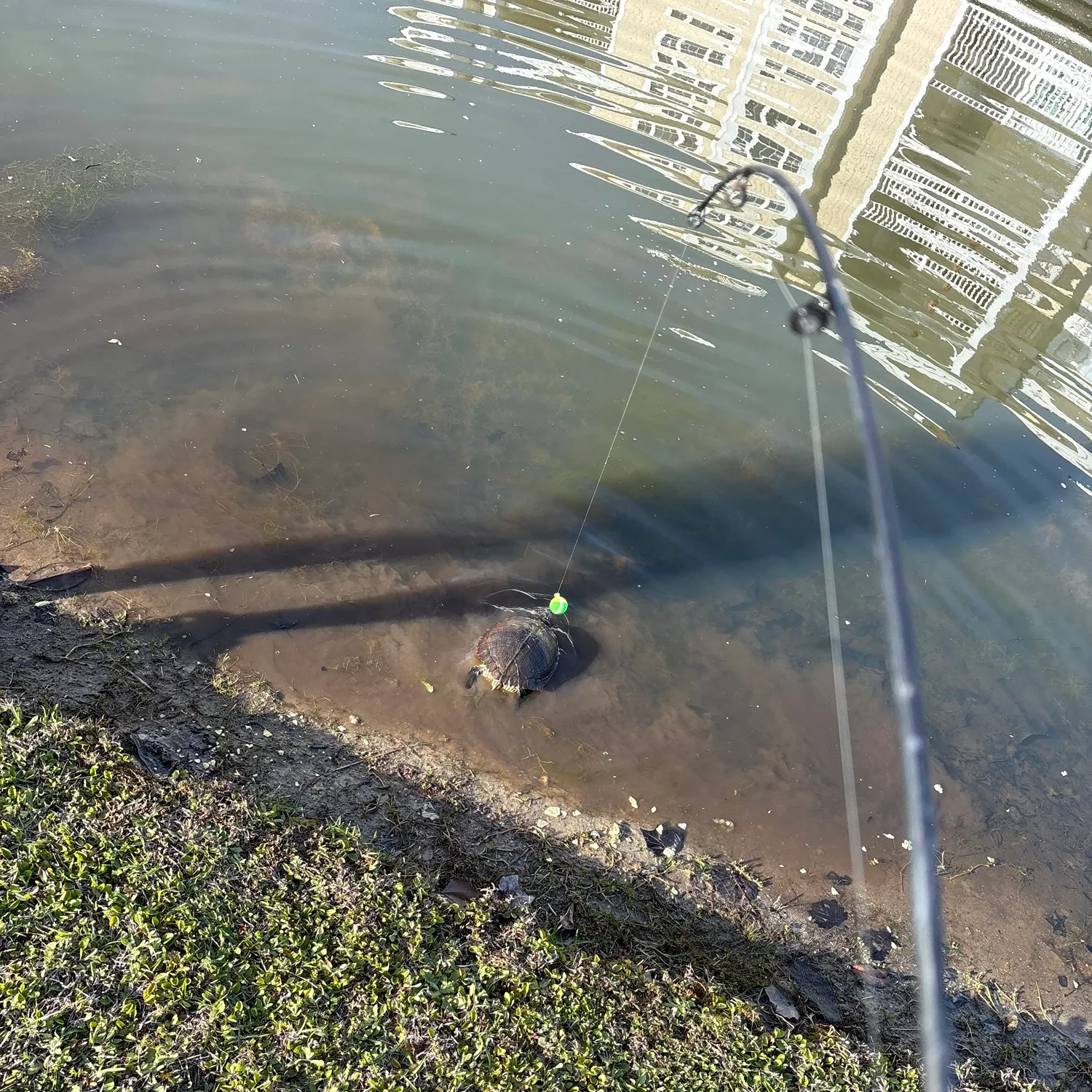 The most recent Dogtooth tuna catches on Fishbrain