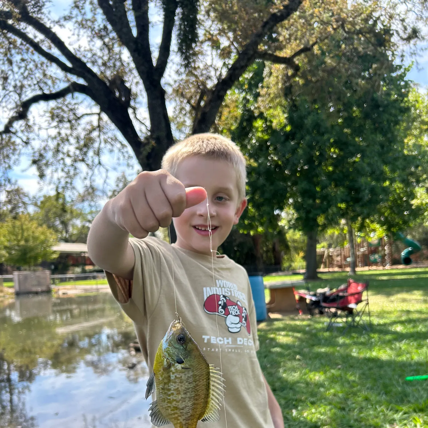 Bluegill caught on Fishbrain