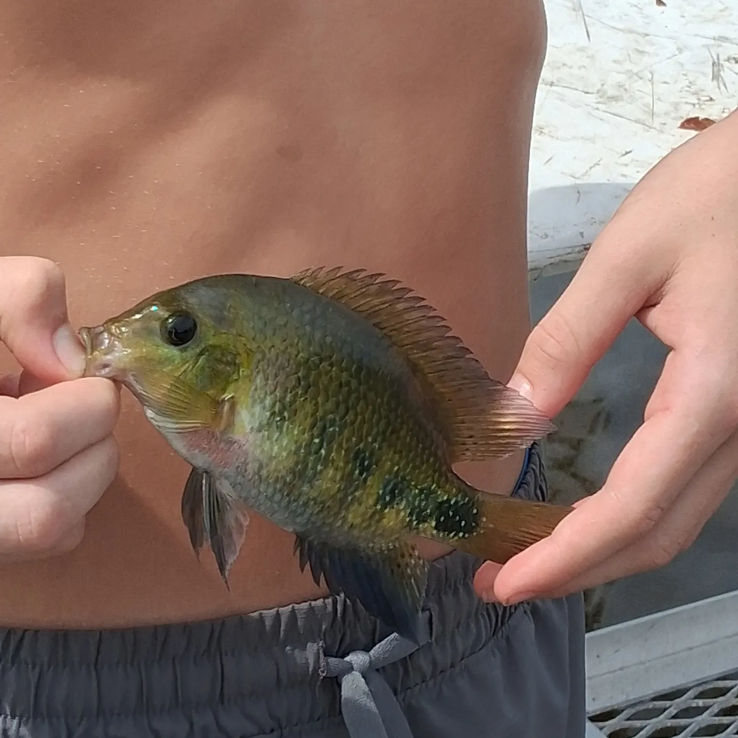 The most recent Banded tilapia catches on Fishbrain
