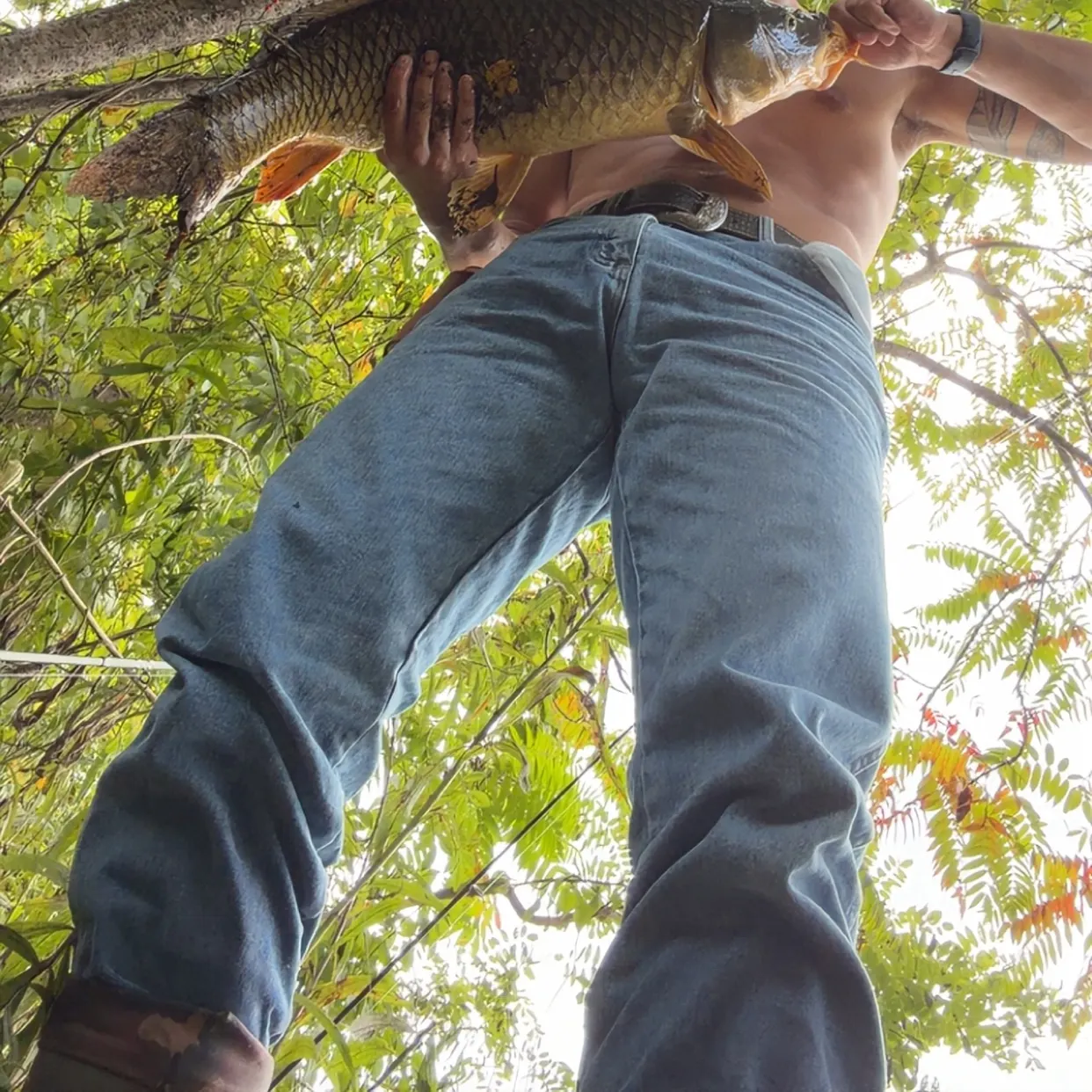 Common carp caught on Fishbrain