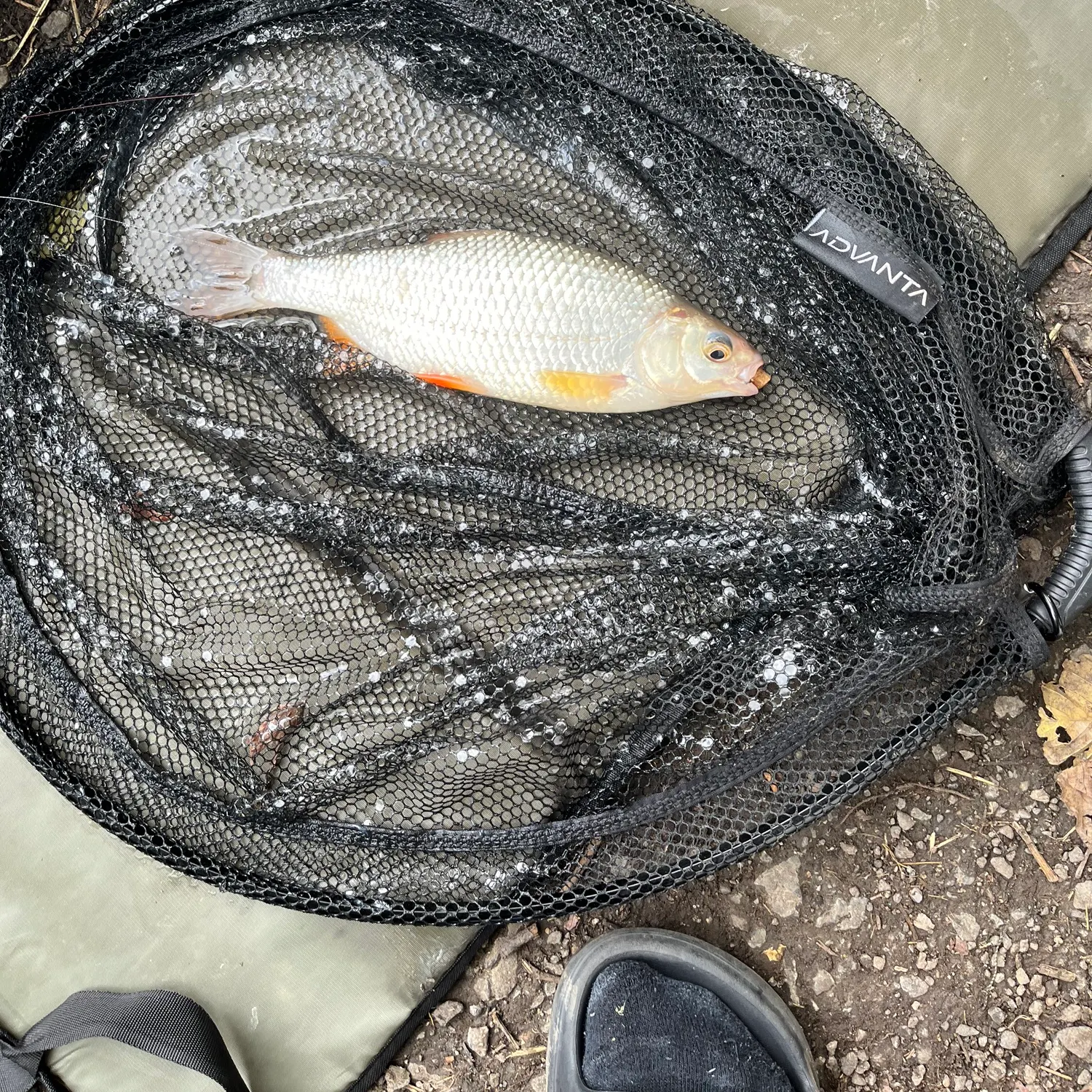 European chub caught on Fishbrain